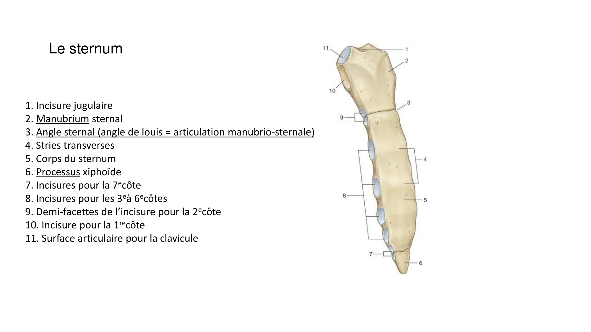 1 BA ostéologie MS thorax 2025-26 page 14