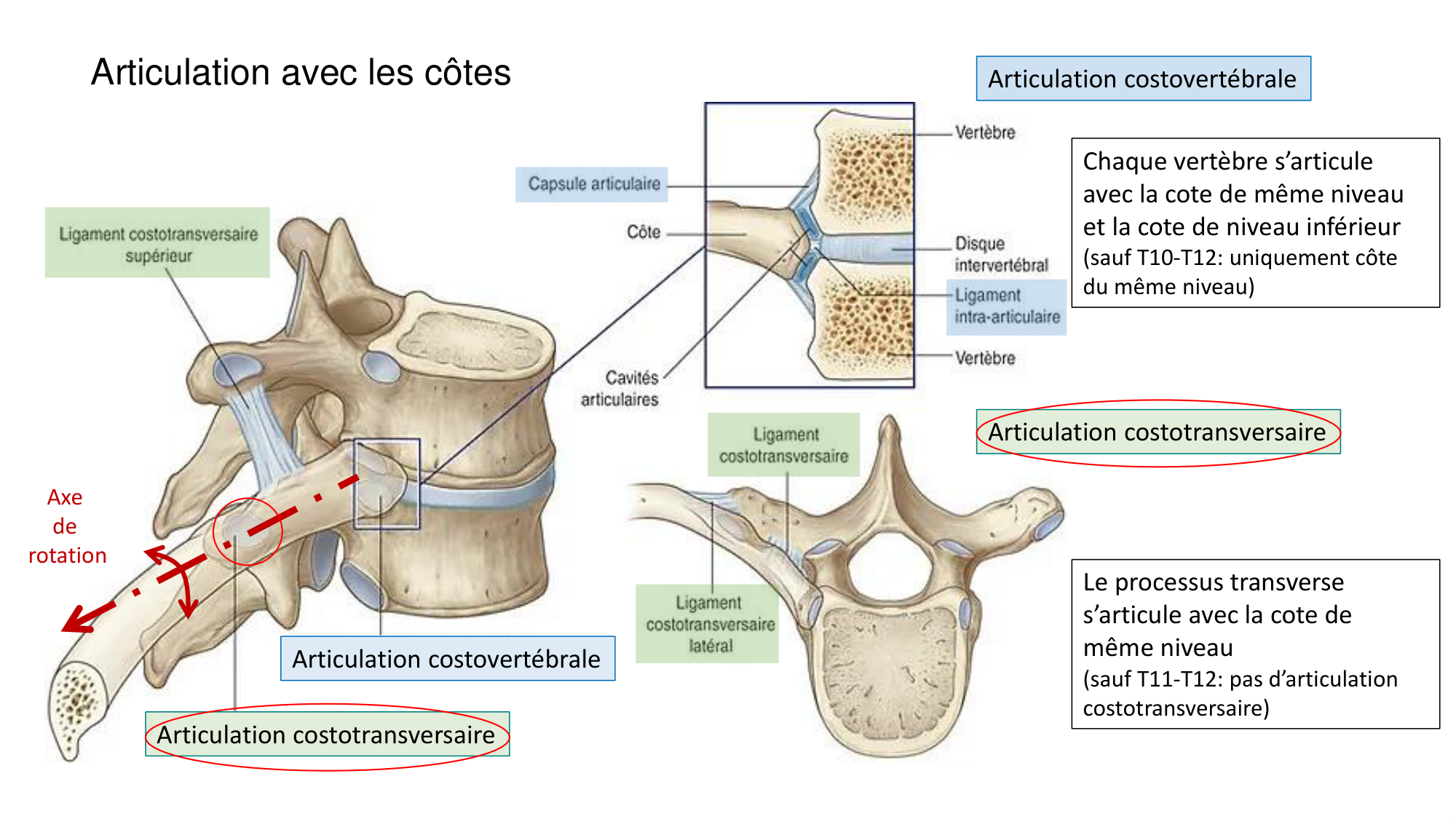1 BA ostéologie MS thorax 2025-26 page 15