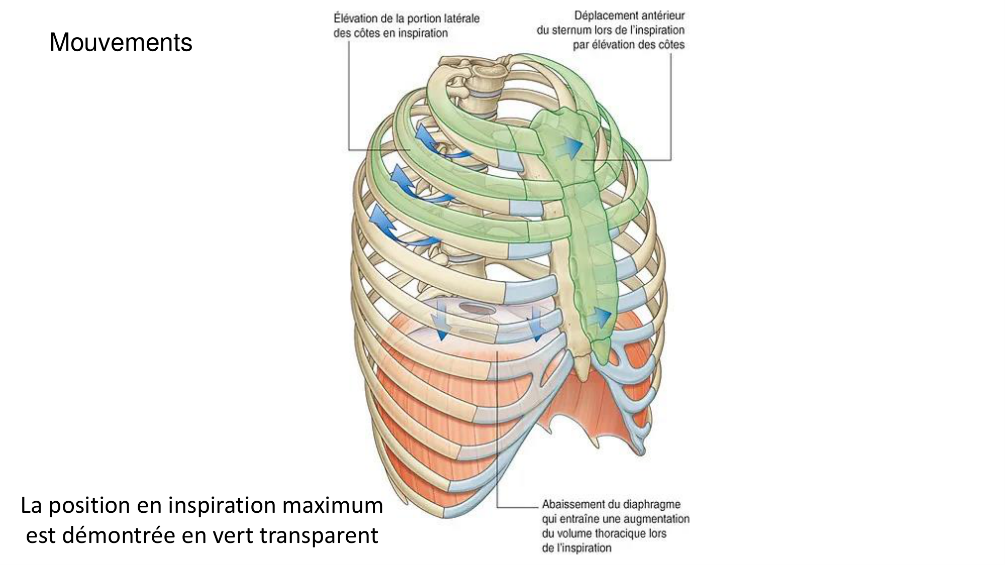 1 BA ostéologie MS thorax 2025-26 page 17