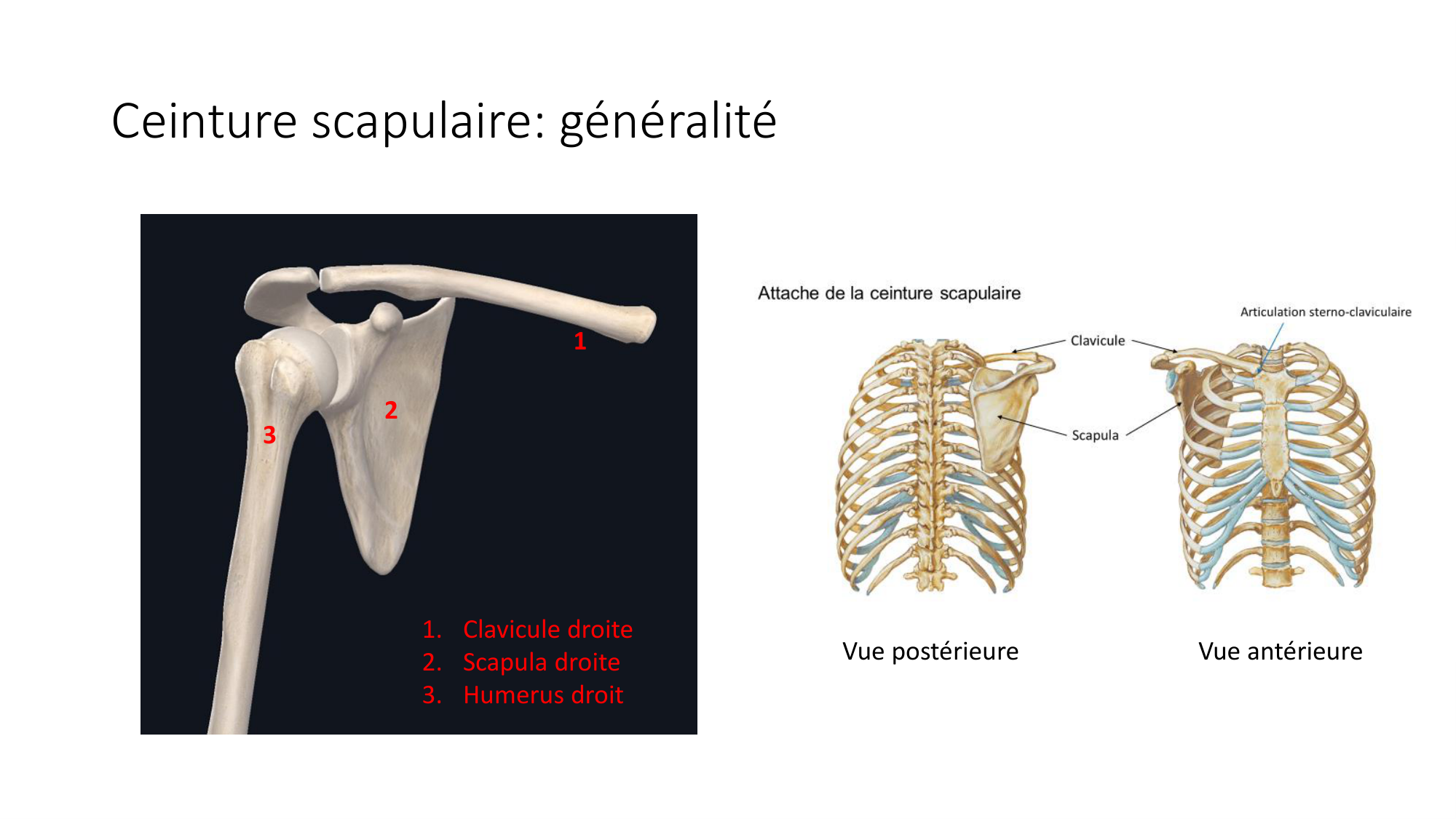1 BA ostéologie MS thorax 2025-26 page 19