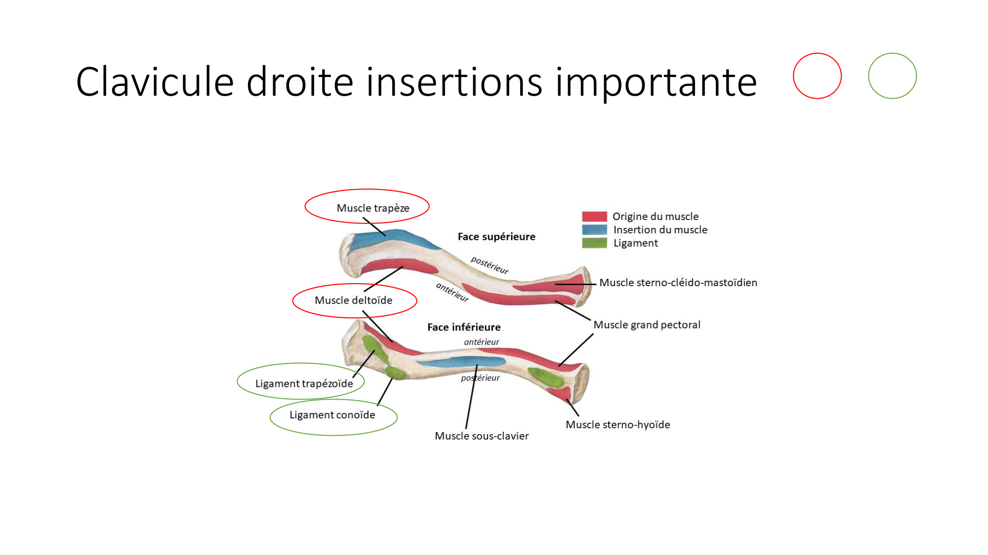 1 BA ostéologie MS thorax 2025-26 page 21