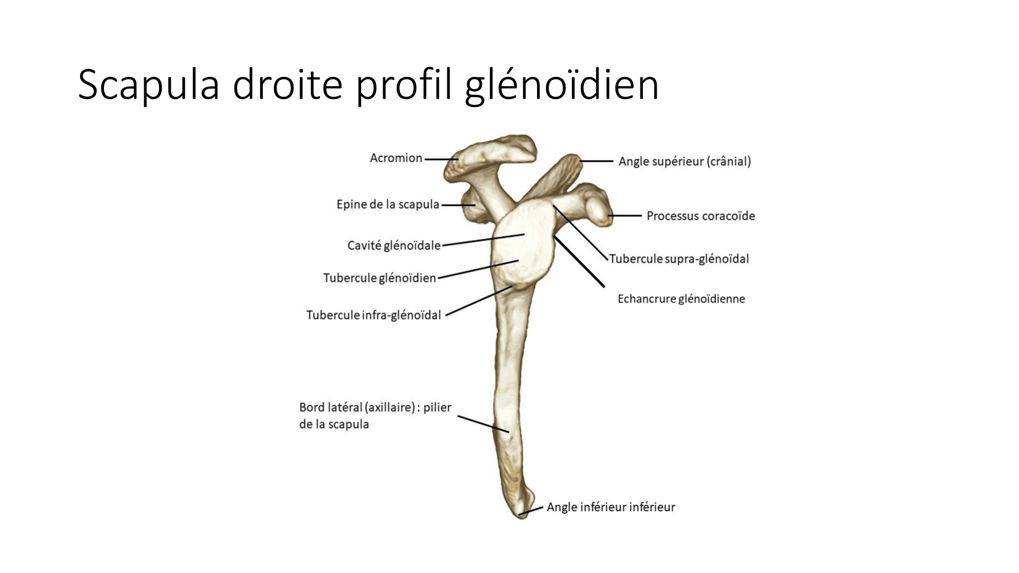 1 BA ostéologie MS thorax 2025-26 page 24