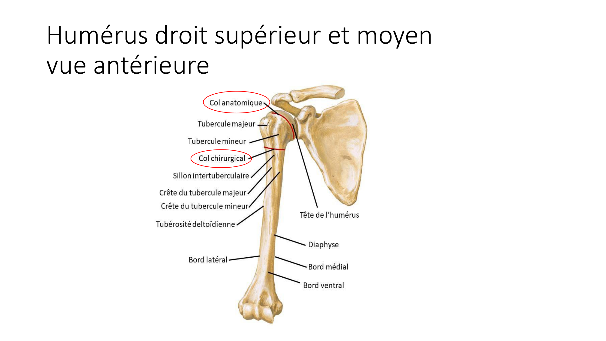 1 BA ostéologie MS thorax 2025-26 page 25