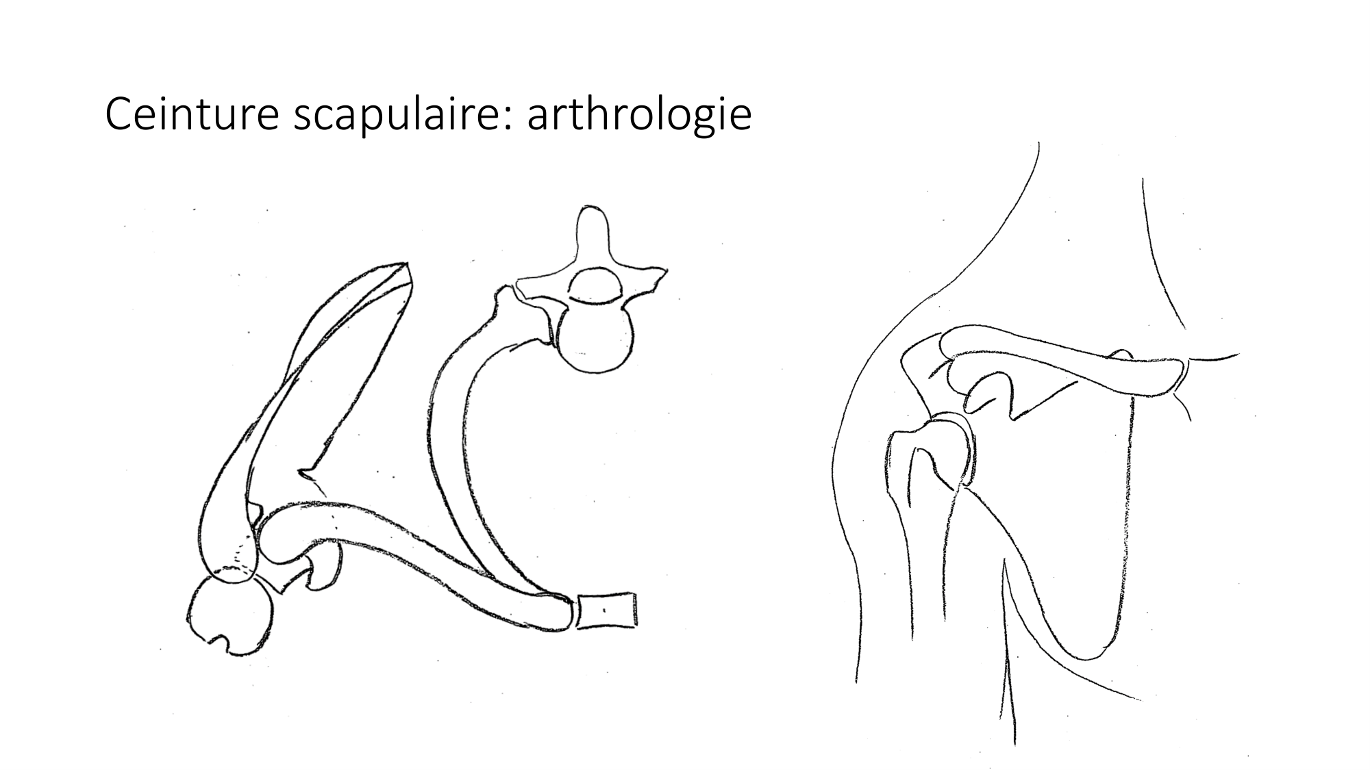 1 BA ostéologie MS thorax 2025-26 page 29