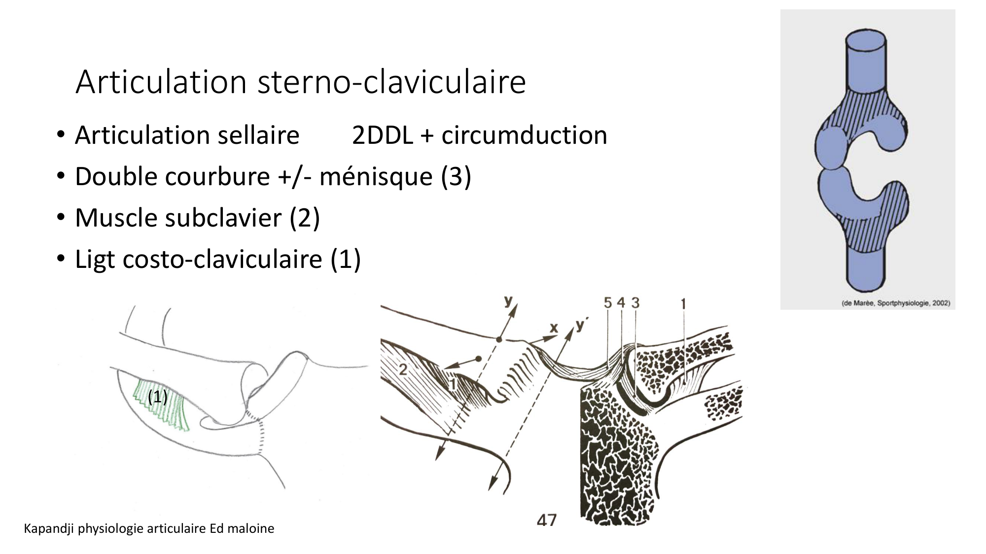 1 BA ostéologie MS thorax 2025-26 page 30