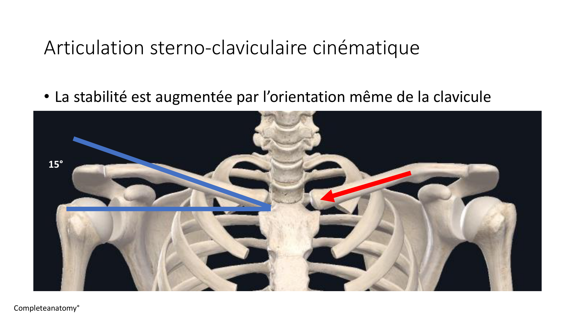 1 BA ostéologie MS thorax 2025-26 page 33