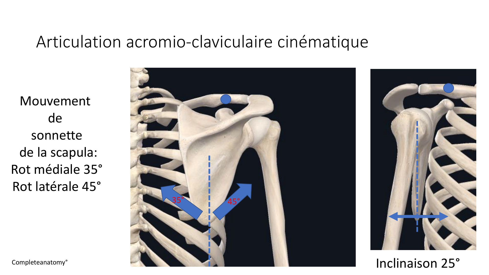 1 BA ostéologie MS thorax 2025-26 page 38