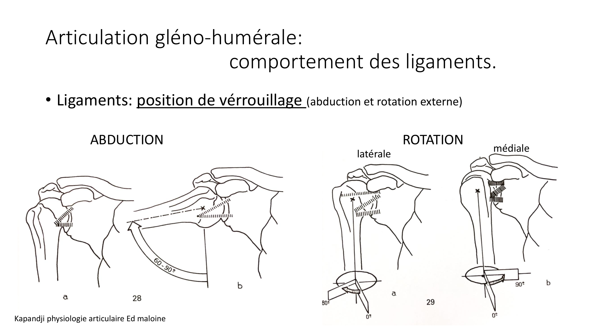 1 BA ostéologie MS thorax 2025-26 page 42