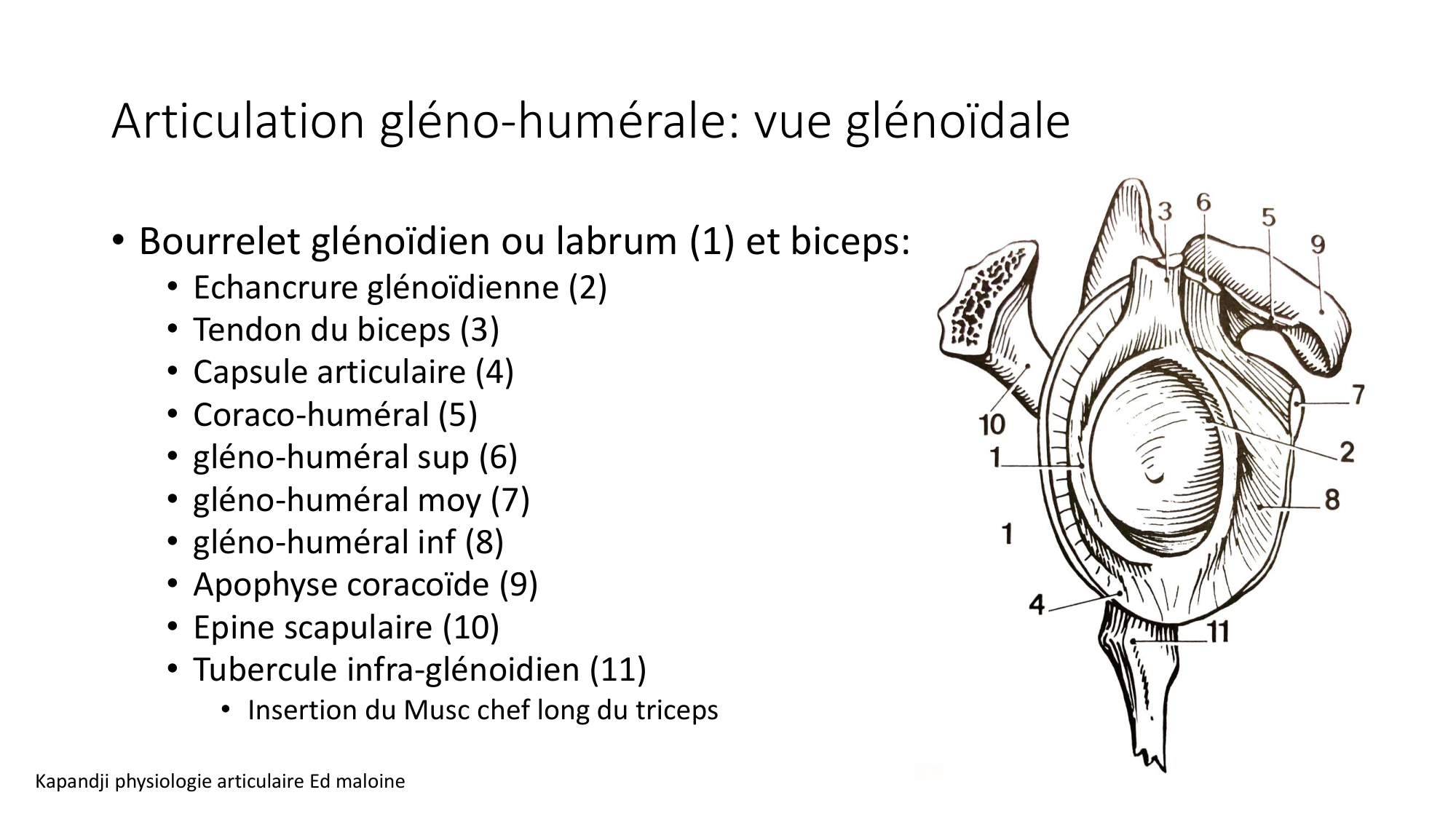 1 BA ostéologie MS thorax 2025-26 page 43