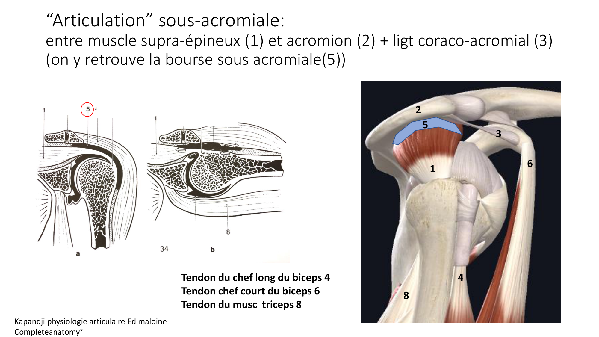 1 BA ostéologie MS thorax 2025-26 page 45