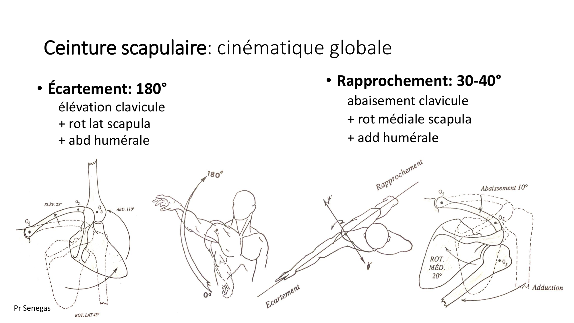 1 BA ostéologie MS thorax 2025-26 page 46