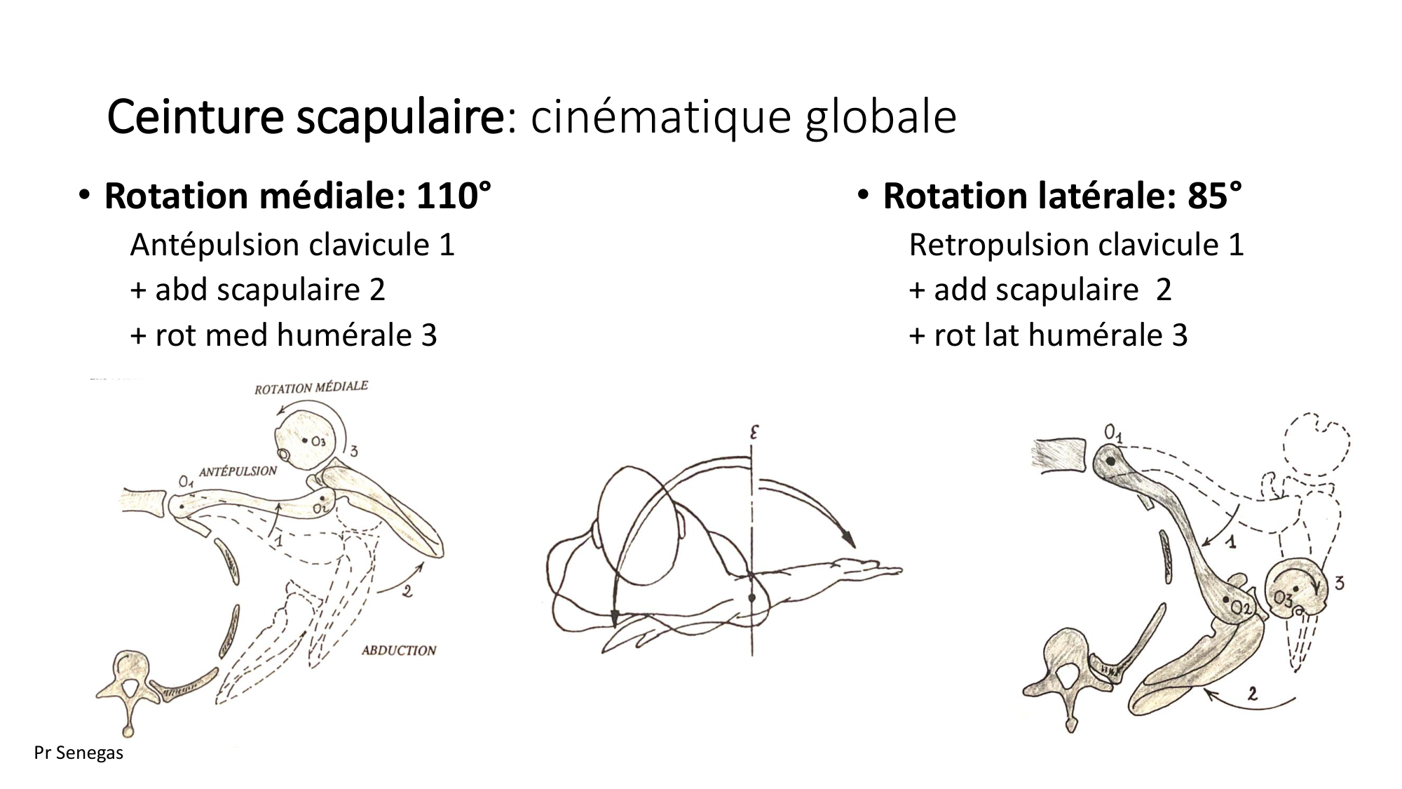 1 BA ostéologie MS thorax 2025-26 page 47