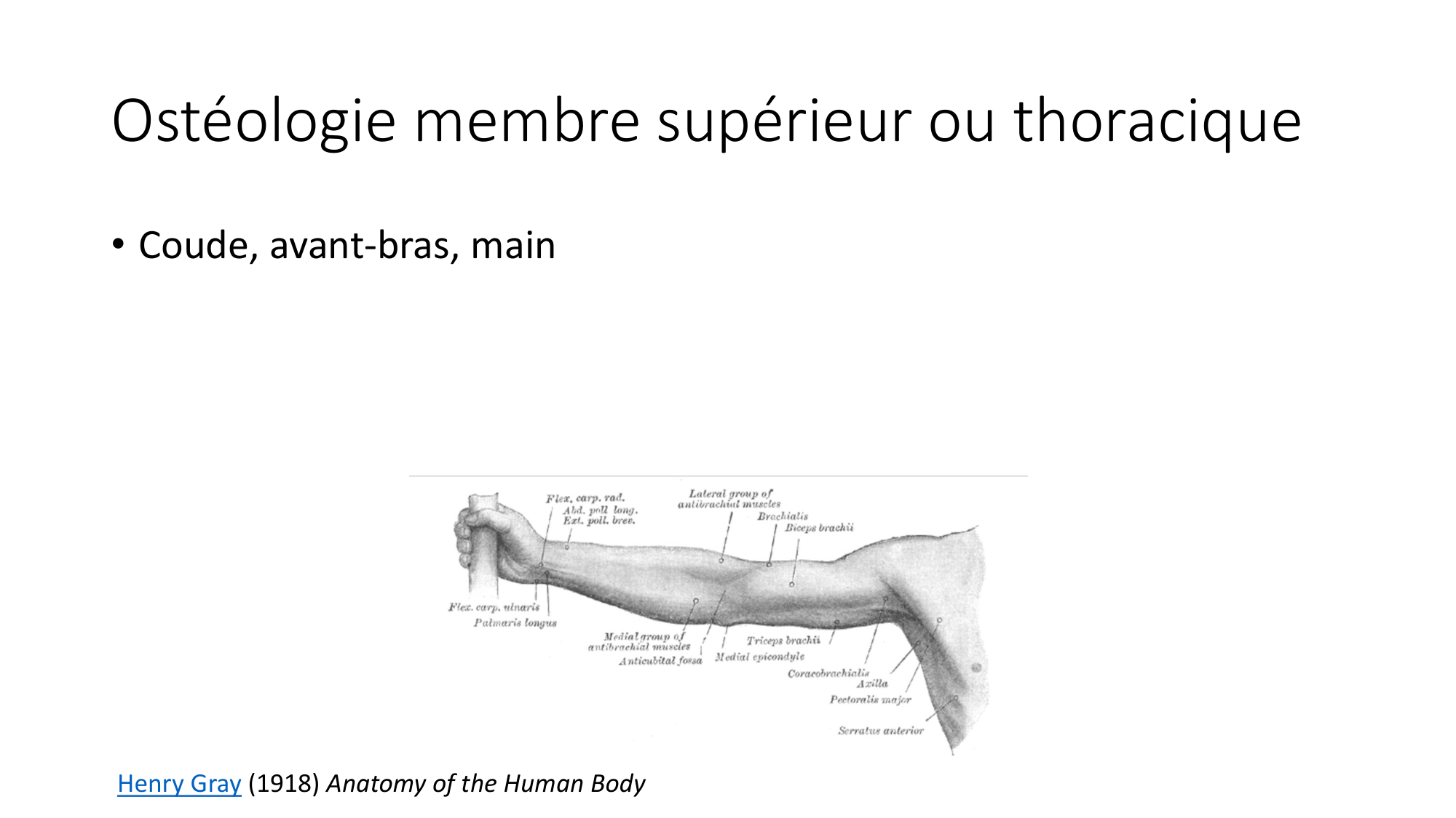 1 BA ostéologie MS thorax 2025-26 page 48