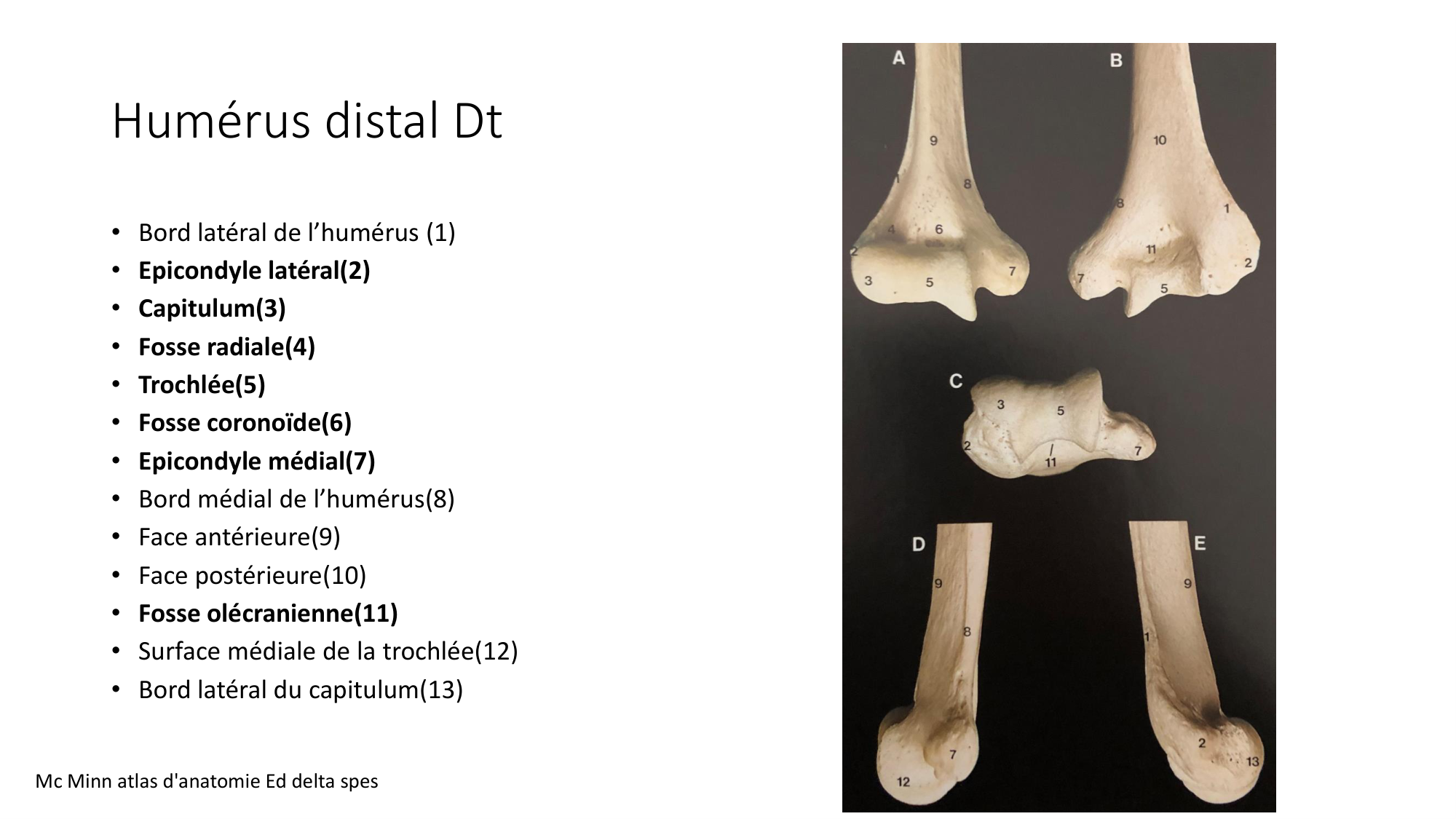 1 BA ostéologie MS thorax 2025-26 page 50