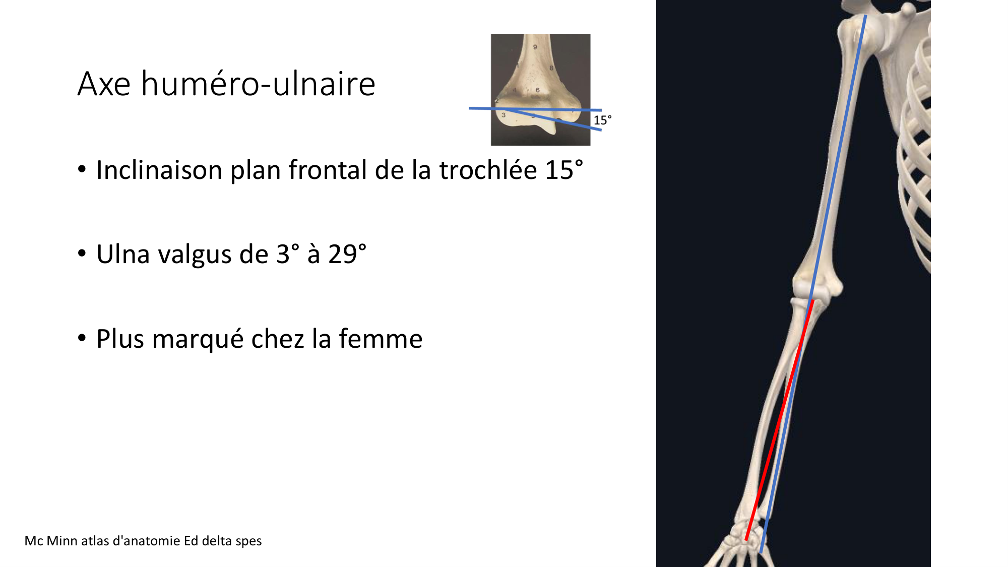 1 BA ostéologie MS thorax 2025-26 page 58