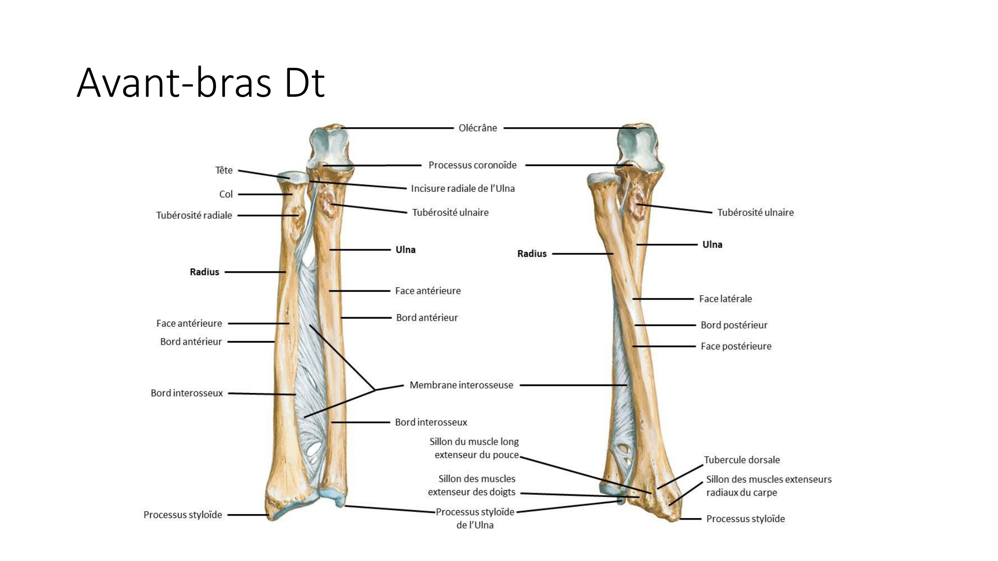 1 BA ostéologie MS thorax 2025-26 page 60