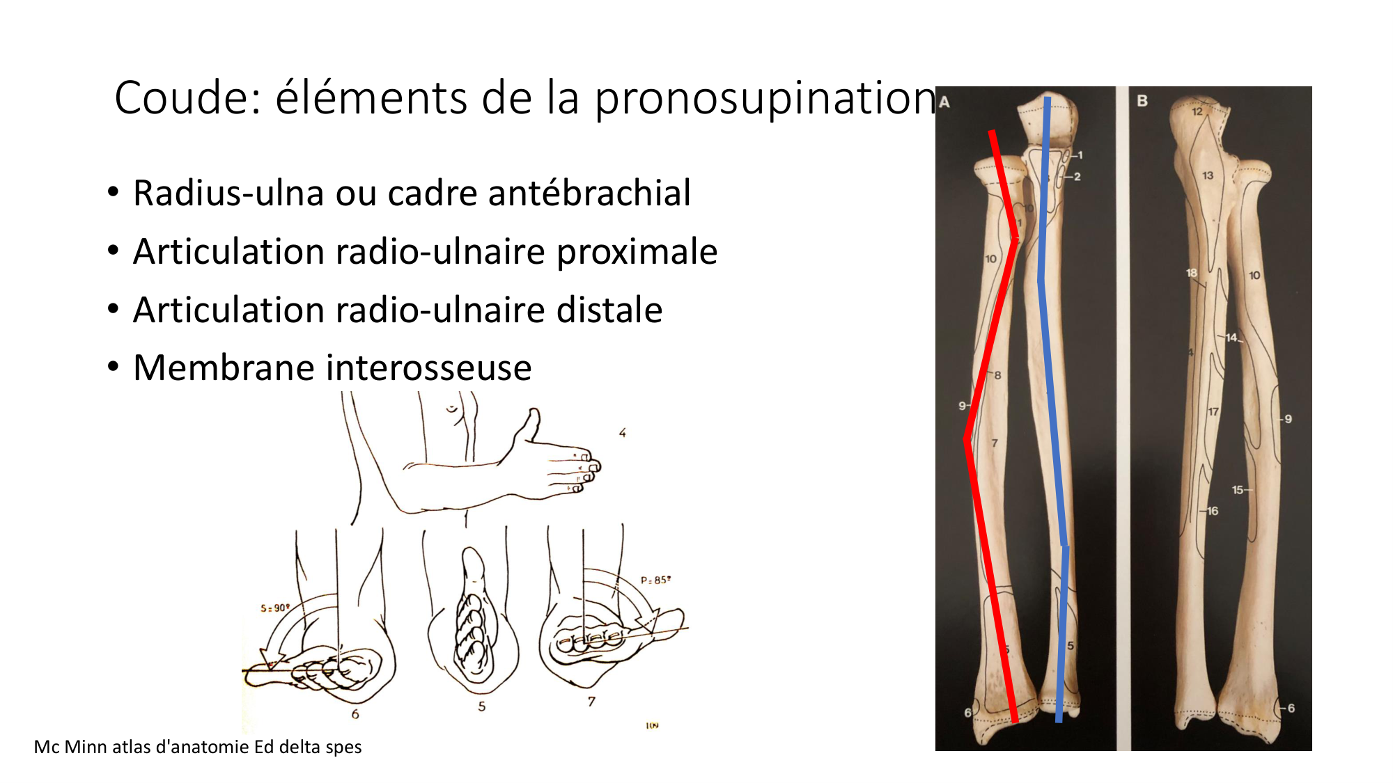 1 BA ostéologie MS thorax 2025-26 page 62