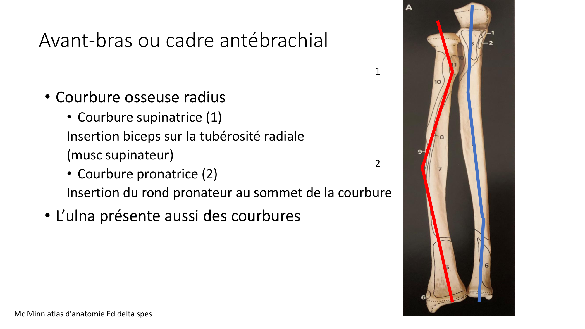 1 BA ostéologie MS thorax 2025-26 page 63
