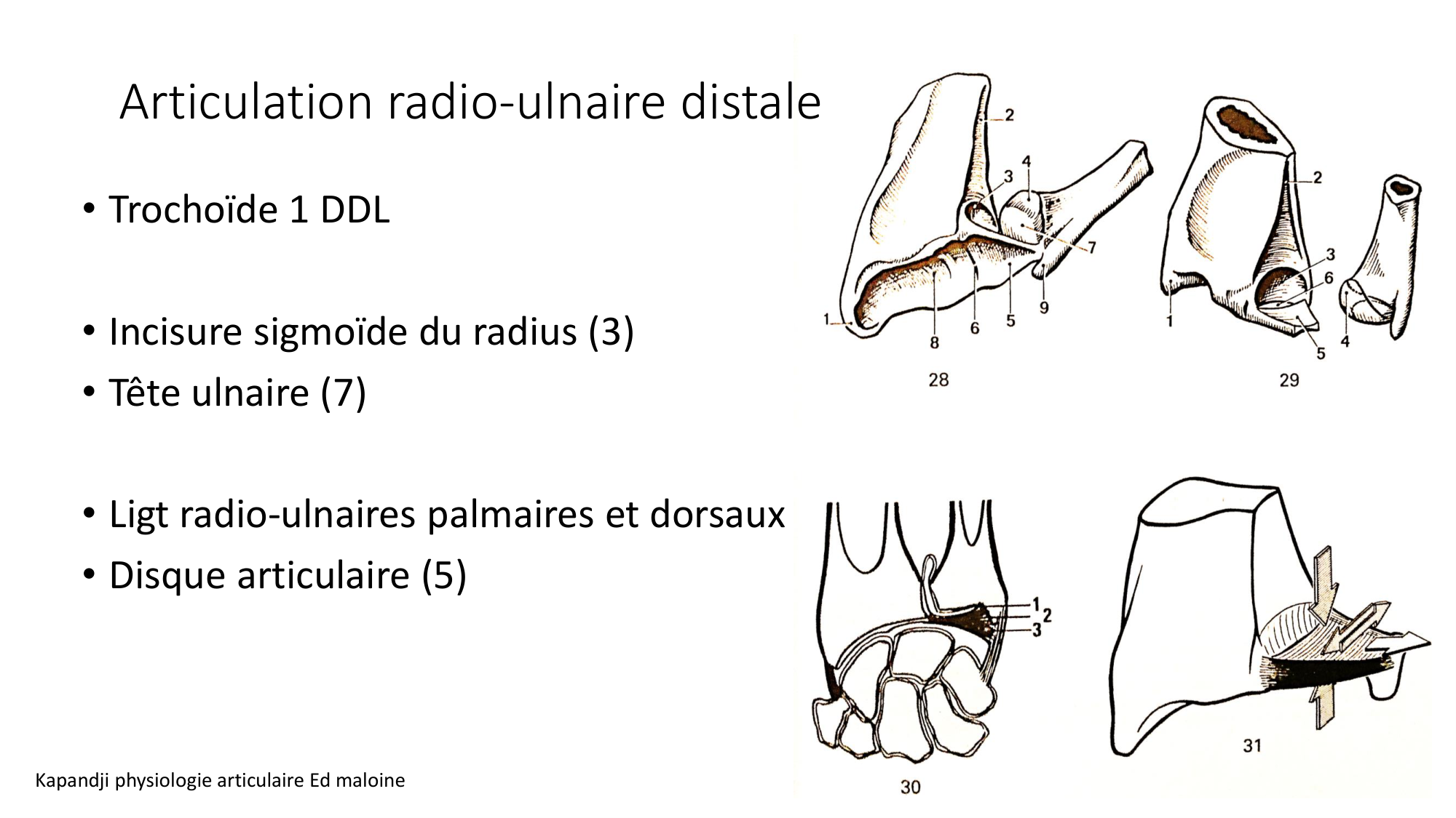 1 BA ostéologie MS thorax 2025-26 page 65