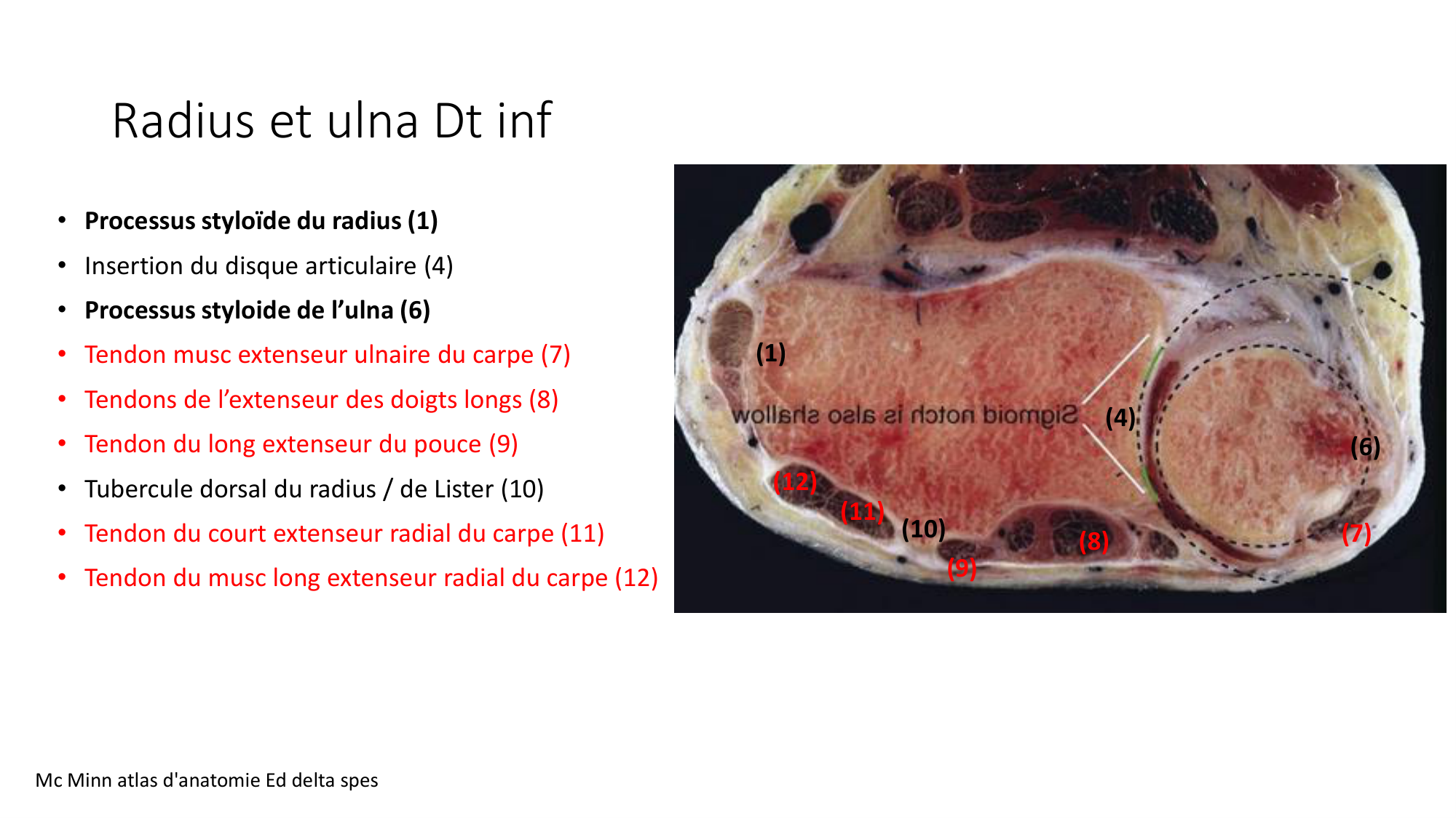 1 BA ostéologie MS thorax 2025-26 page 67