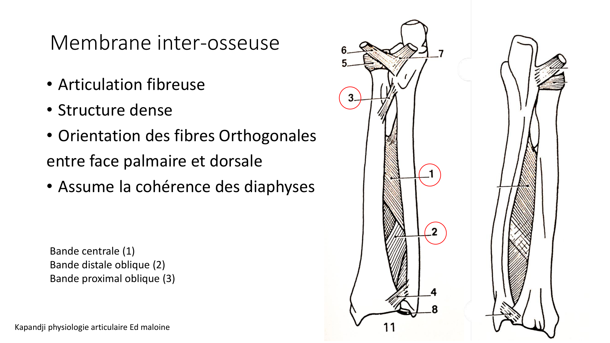 1 BA ostéologie MS thorax 2025-26 page 71