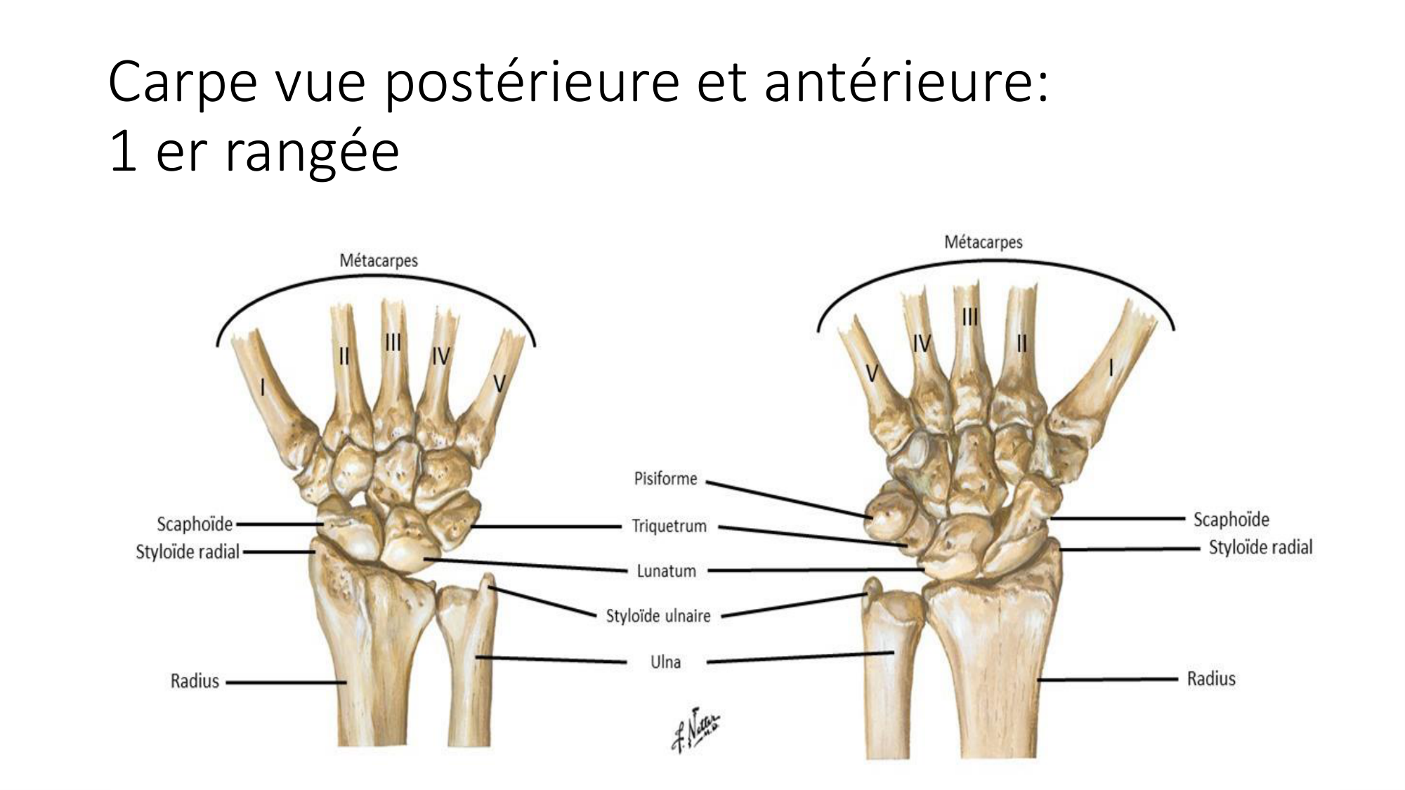 1 BA ostéologie MS thorax 2025-26 page 73