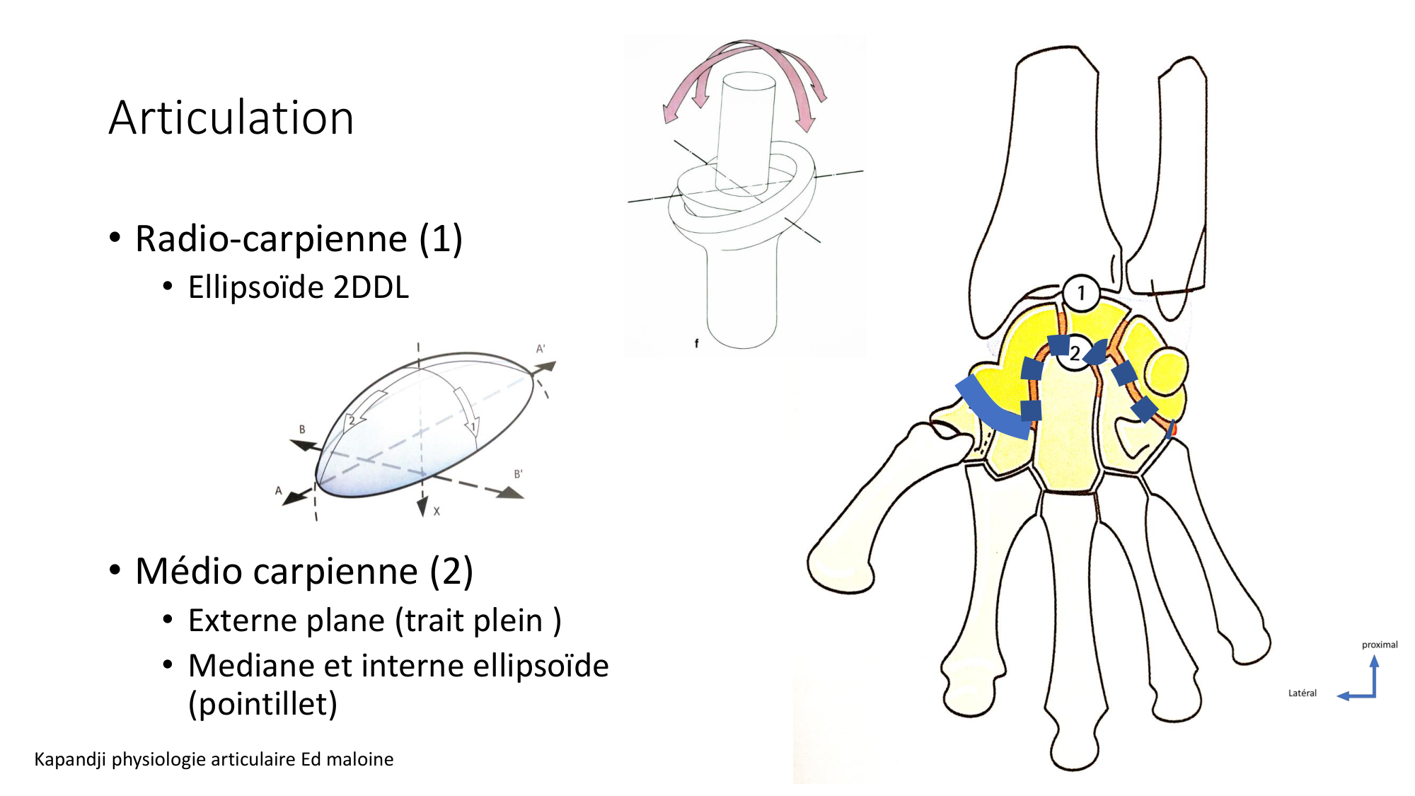1 BA ostéologie MS thorax 2025-26 page 77