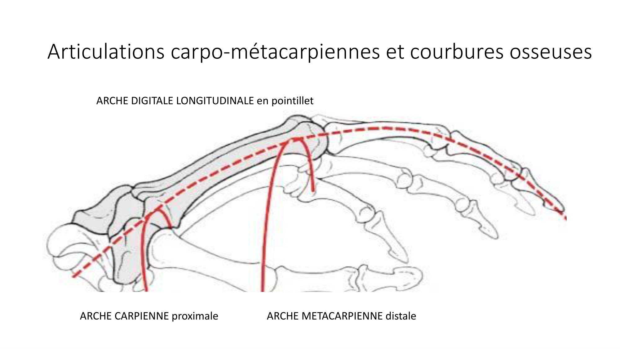 1 BA ostéologie MS thorax 2025-26 page 83