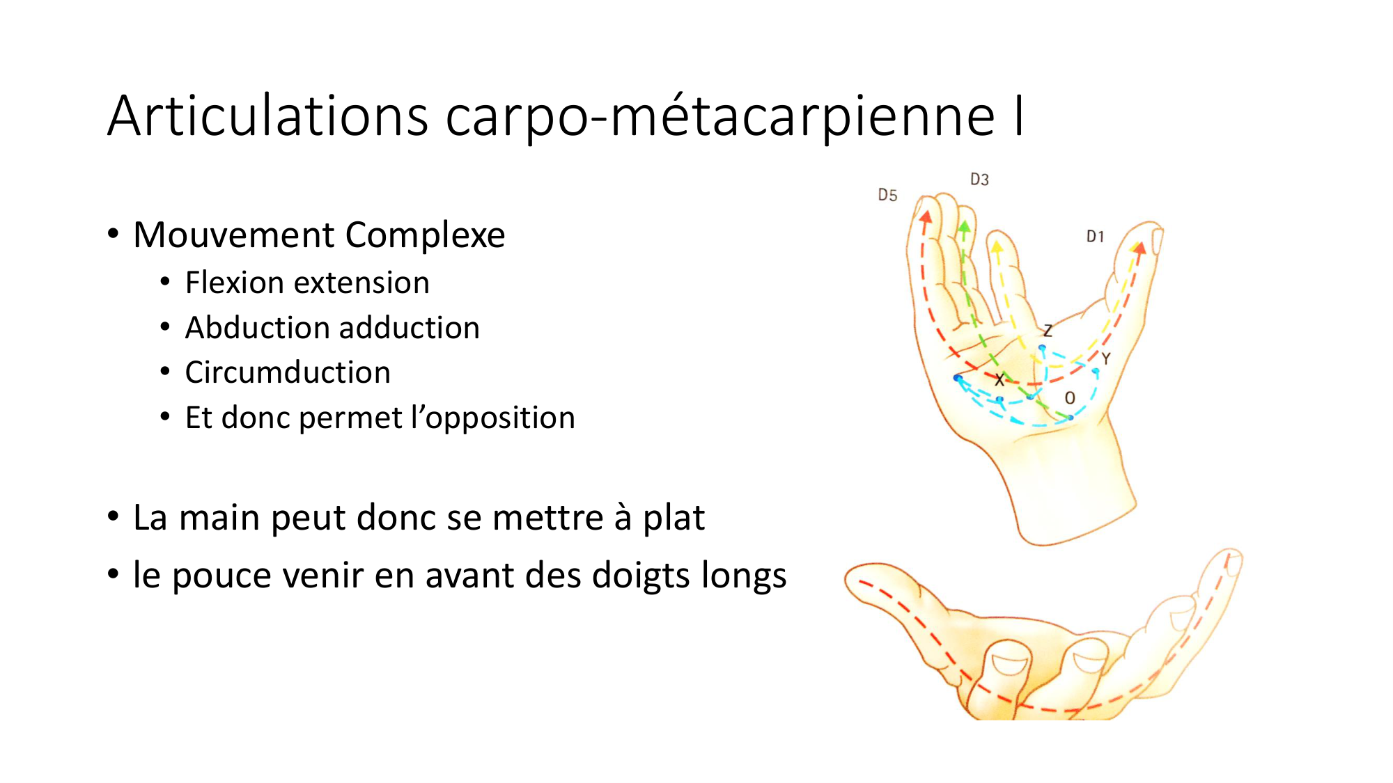 1 BA ostéologie MS thorax 2025-26 page 84
