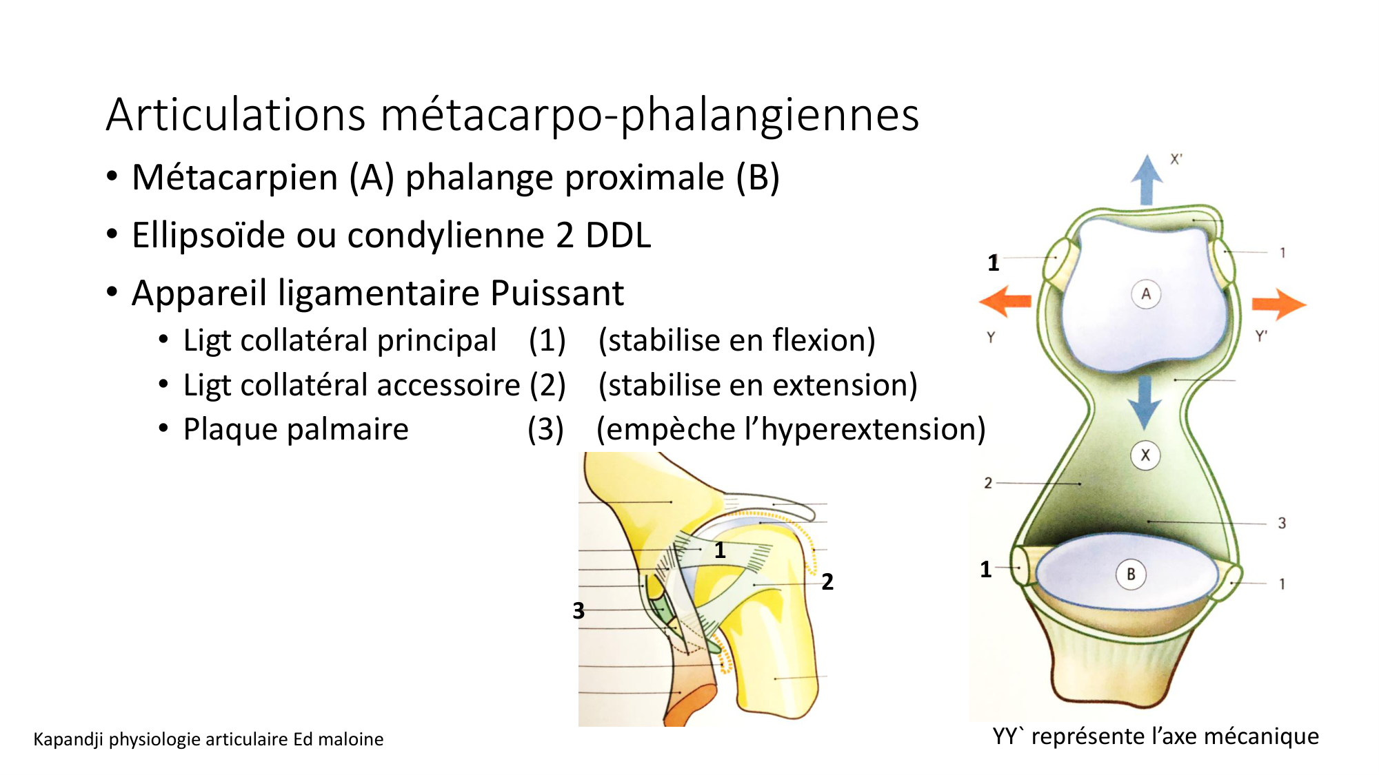 1 BA ostéologie MS thorax 2025-26 page 85