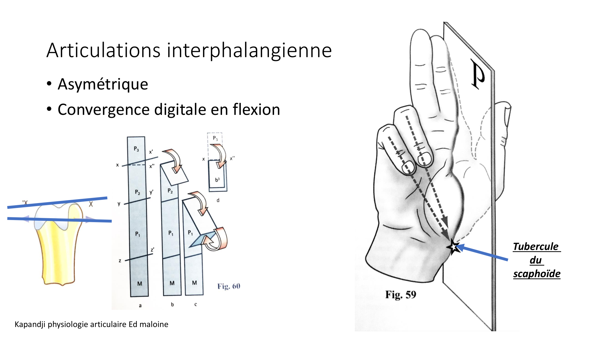 1 BA ostéologie MS thorax 2025-26 page 87