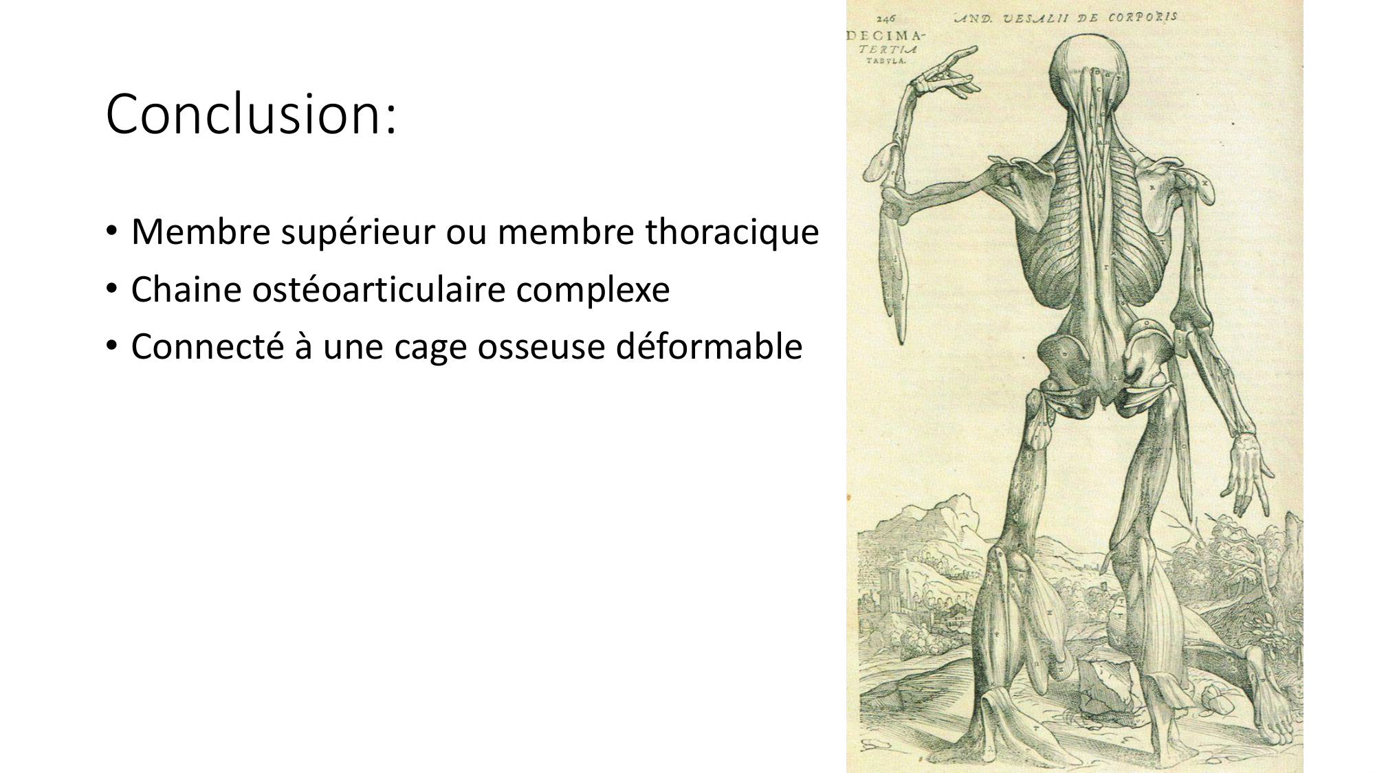 1 BA ostéologie MS thorax 2025-26 page 88