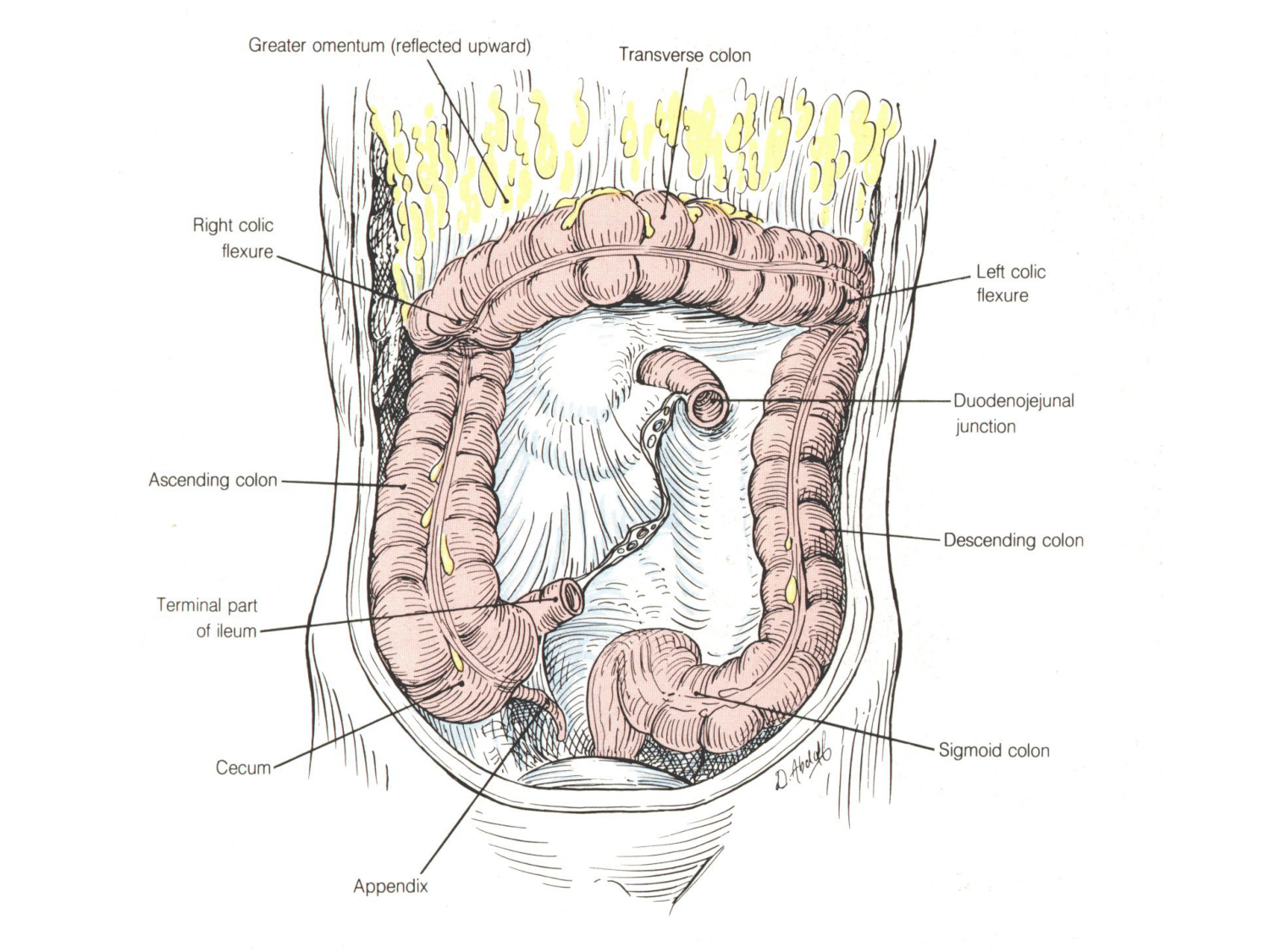 Abdomen gros intestin foie rate pancreas vascularisation page 6