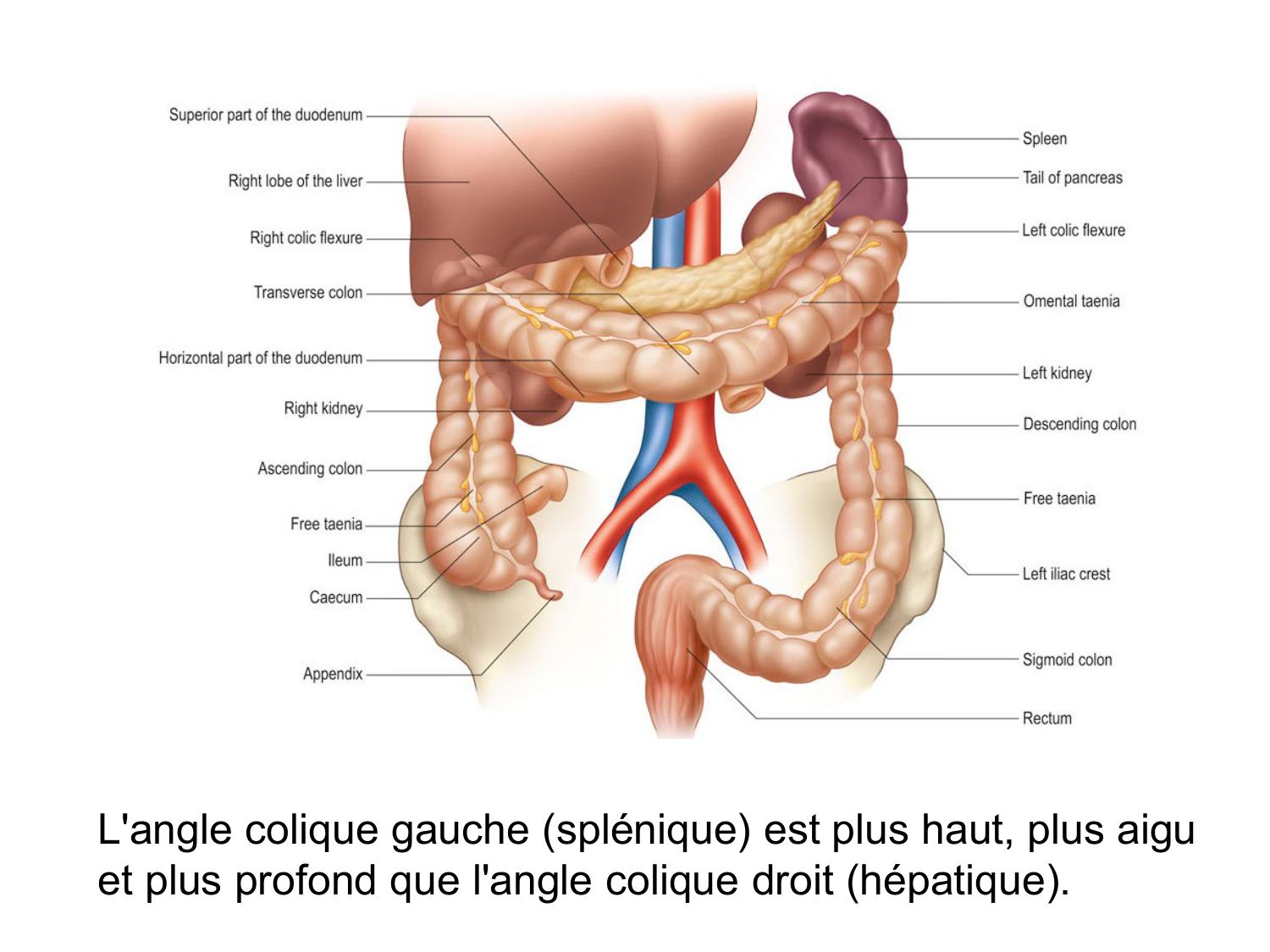 Abdomen gros intestin foie rate pancreas vascularisation page 12