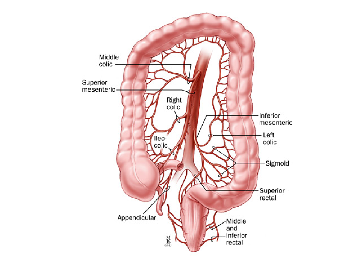 Abdomen gros intestin foie rate pancreas vascularisation page 16