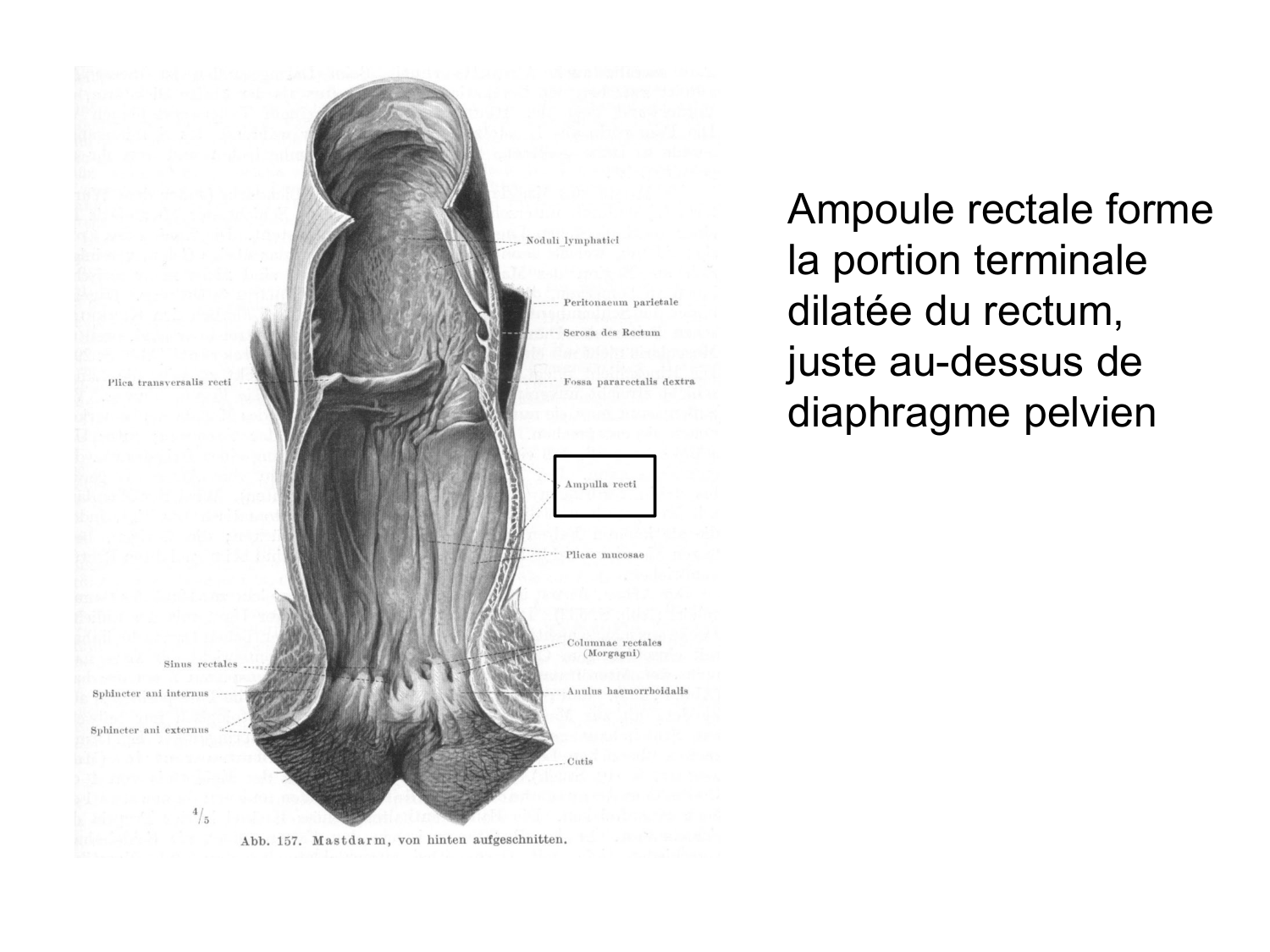 Abdomen gros intestin foie rate pancreas vascularisation page 24