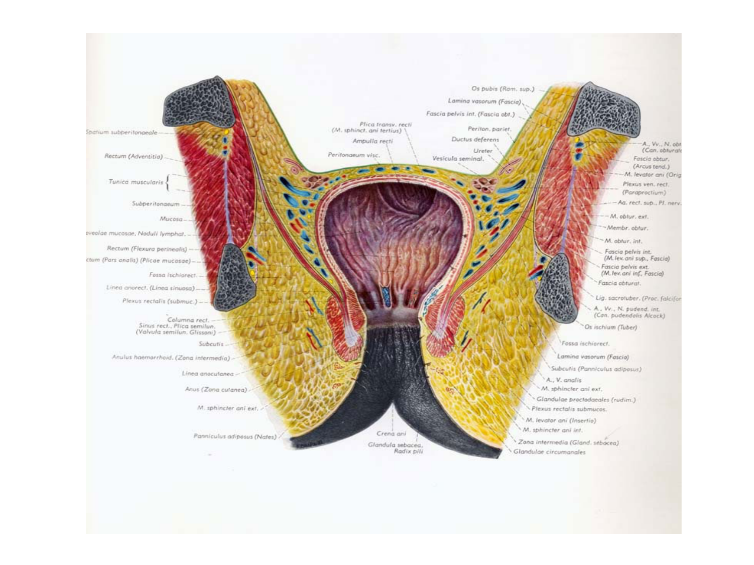 Abdomen gros intestin foie rate pancreas vascularisation page 29