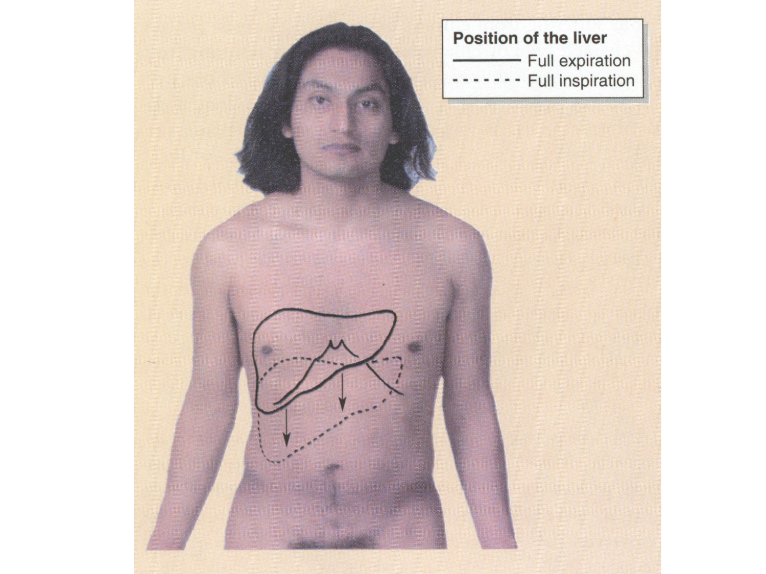 Abdomen gros intestin foie rate pancreas vascularisation page 33