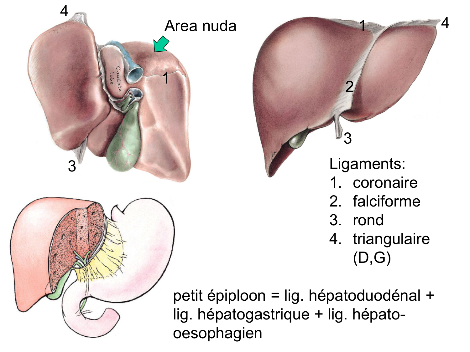 Abdomen gros intestin foie rate pancreas vascularisation page 39