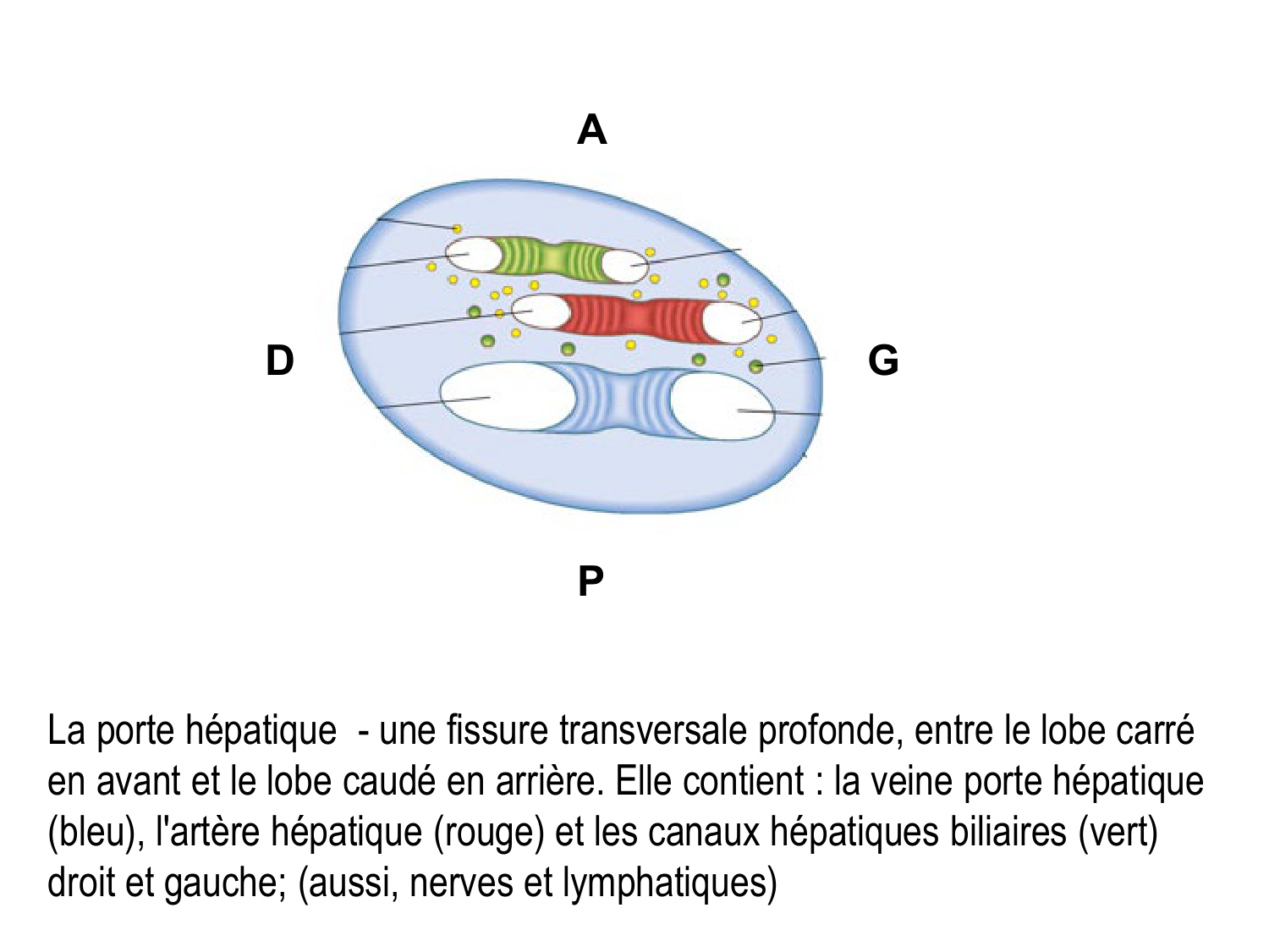Abdomen gros intestin foie rate pancreas vascularisation page 40