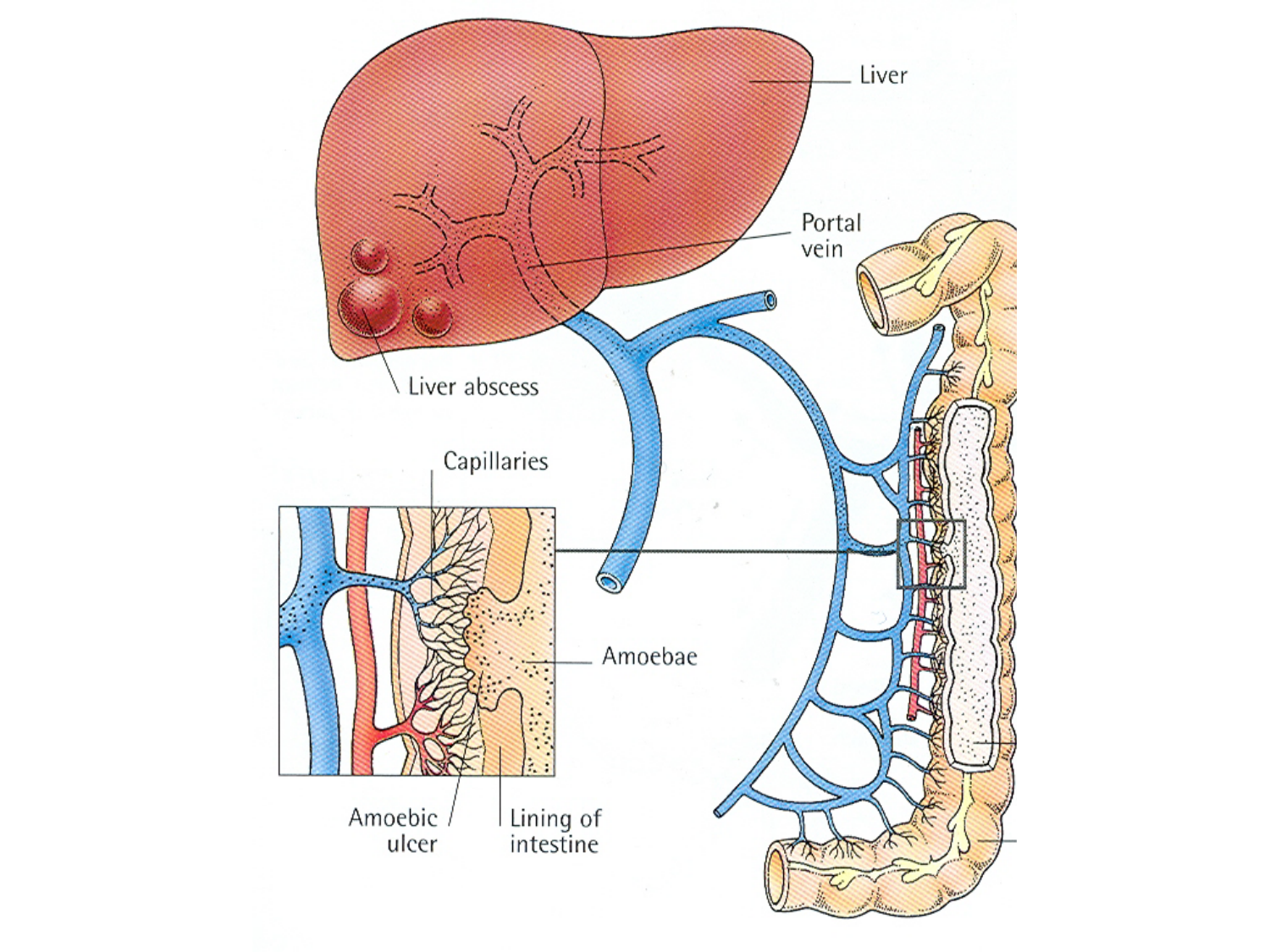 Abdomen gros intestin foie rate pancreas vascularisation page 43