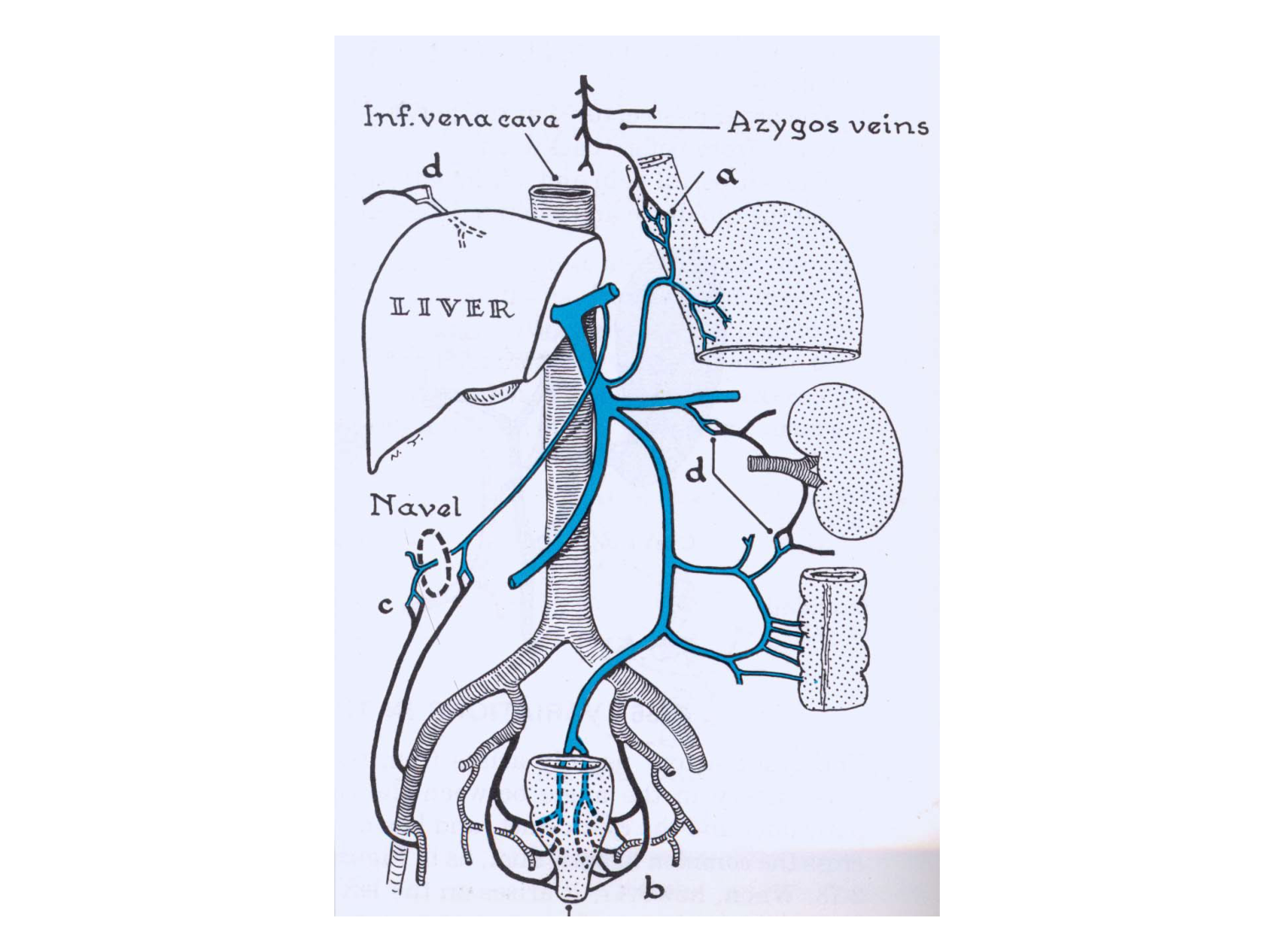 Abdomen gros intestin foie rate pancreas vascularisation page 45