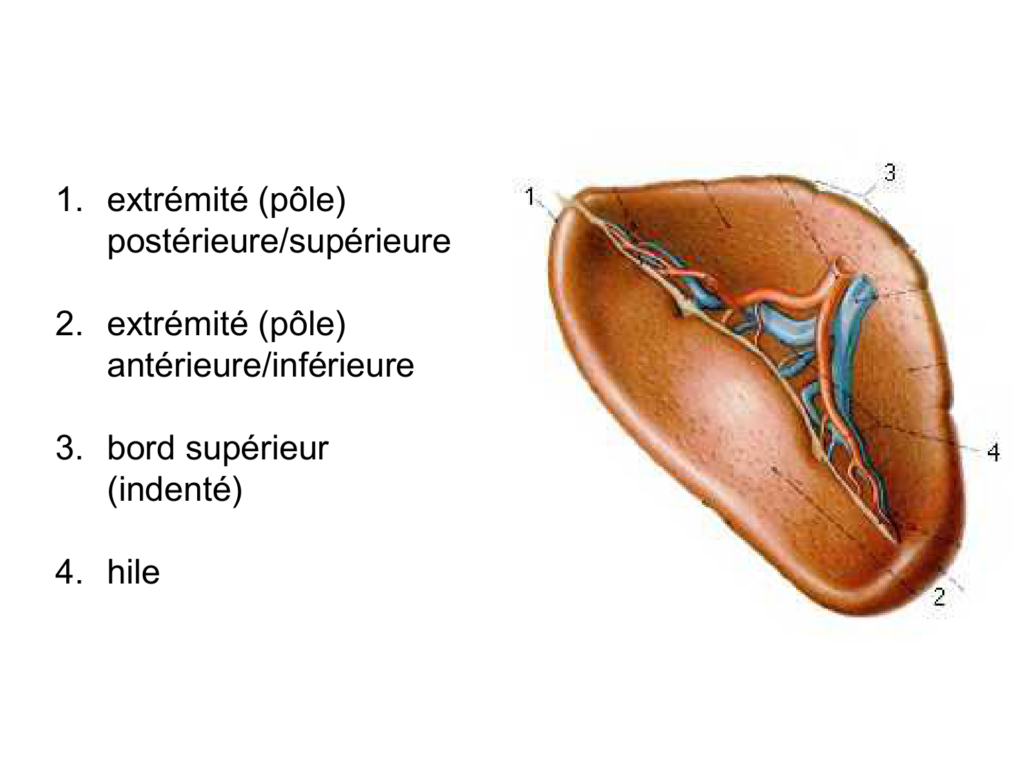 Abdomen gros intestin foie rate pancreas vascularisation page 65