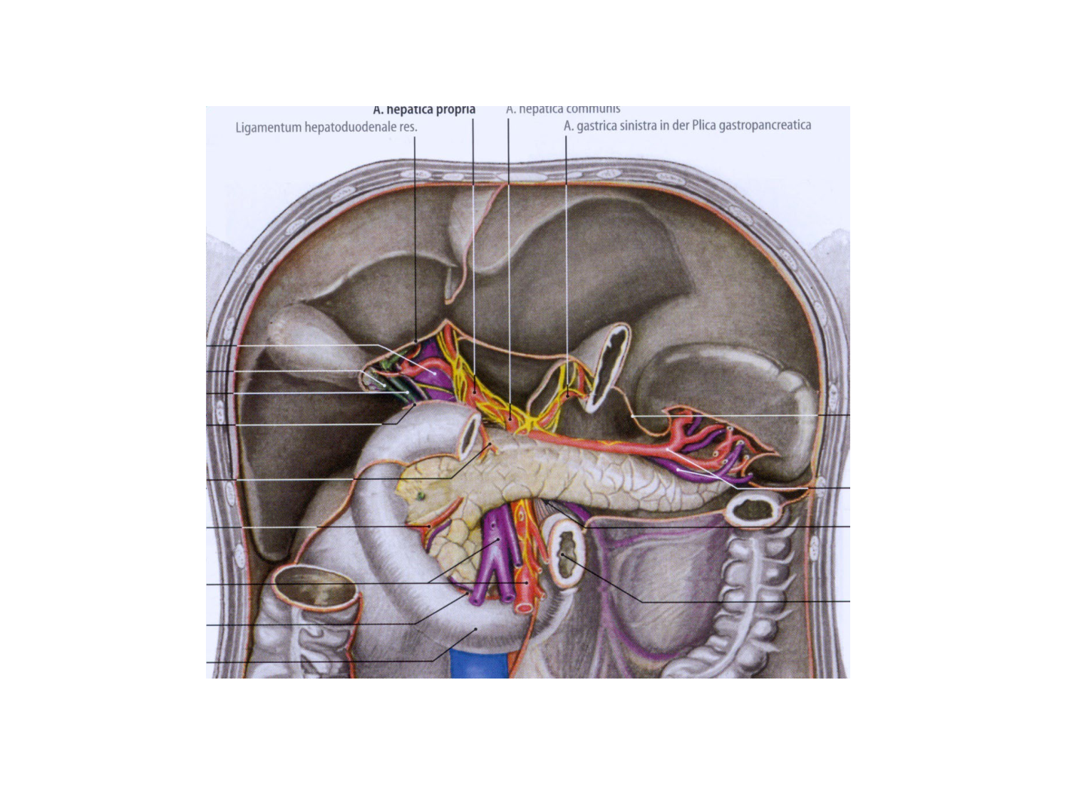 Abdomen gros intestin foie rate pancreas vascularisation page 67