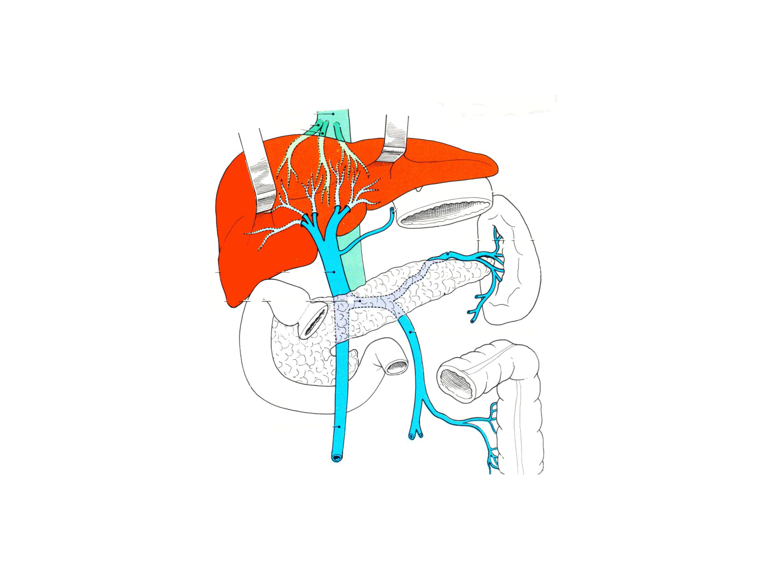Abdomen gros intestin foie rate pancreas vascularisation page 78