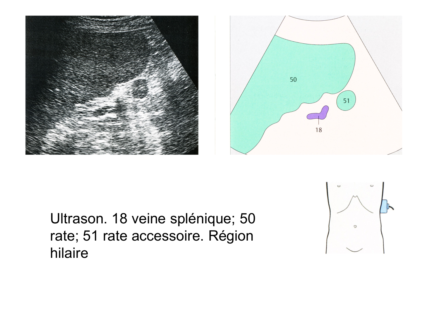 Abdomen gros intestin foie rate pancreas vascularisation page 80