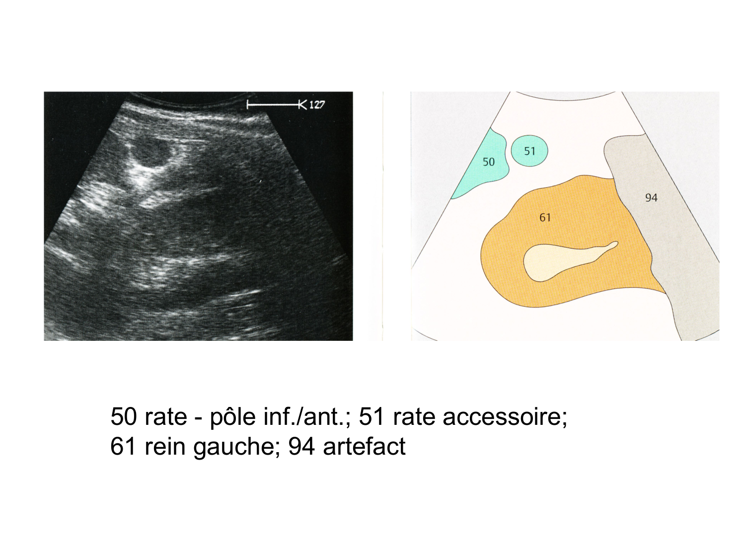 Abdomen gros intestin foie rate pancreas vascularisation page 82