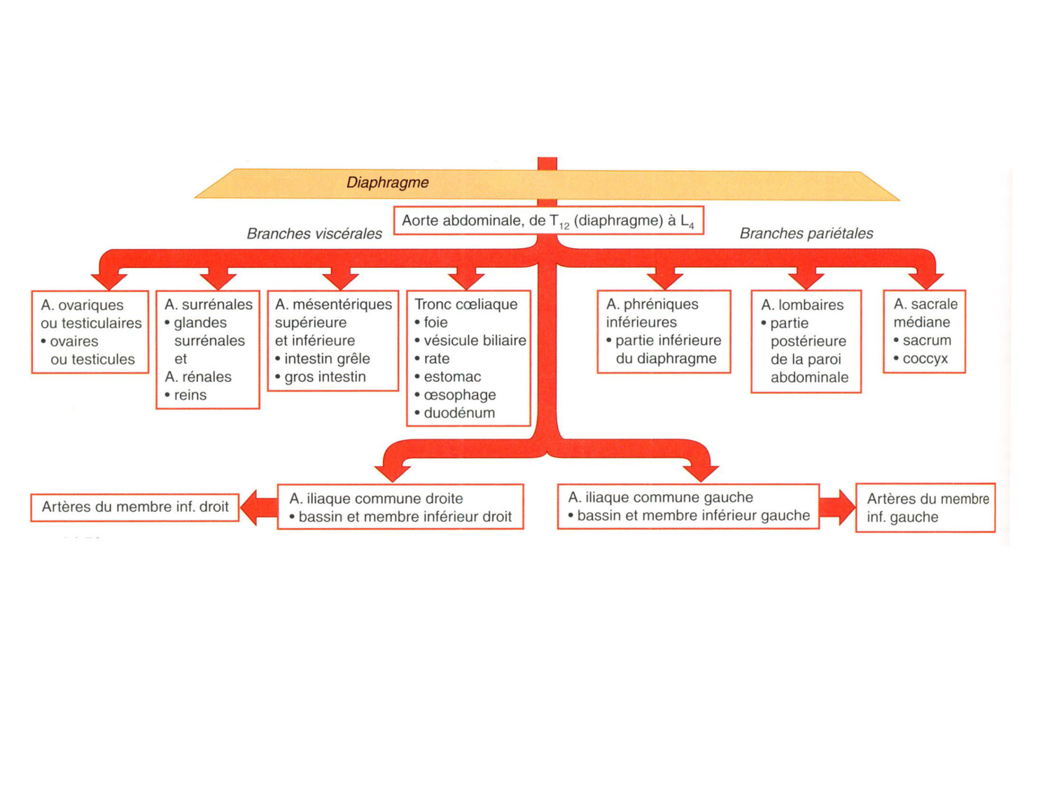 Abdomen gros intestin foie rate pancreas vascularisation page 84