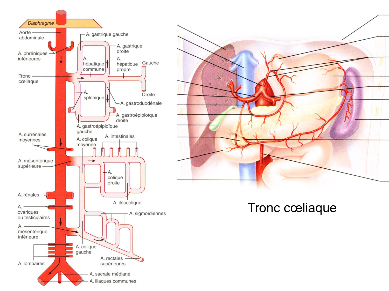 Abdomen gros intestin foie rate pancreas vascularisation page 85
