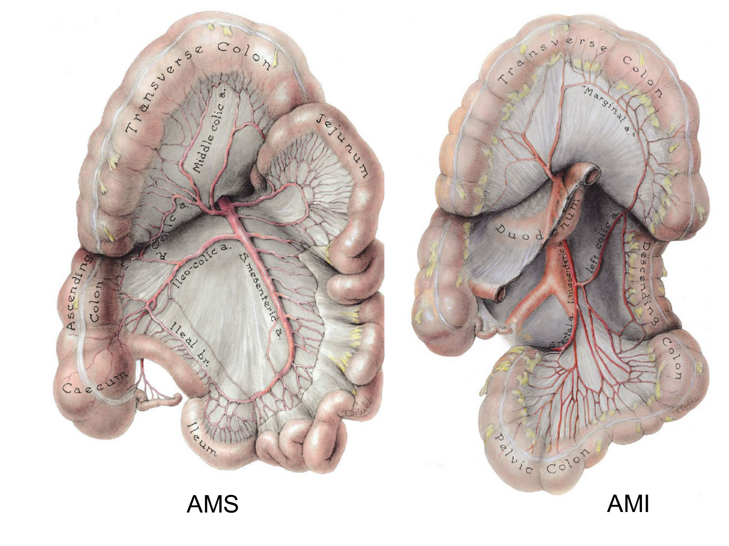 Abdomen gros intestin foie rate pancreas vascularisation page 86